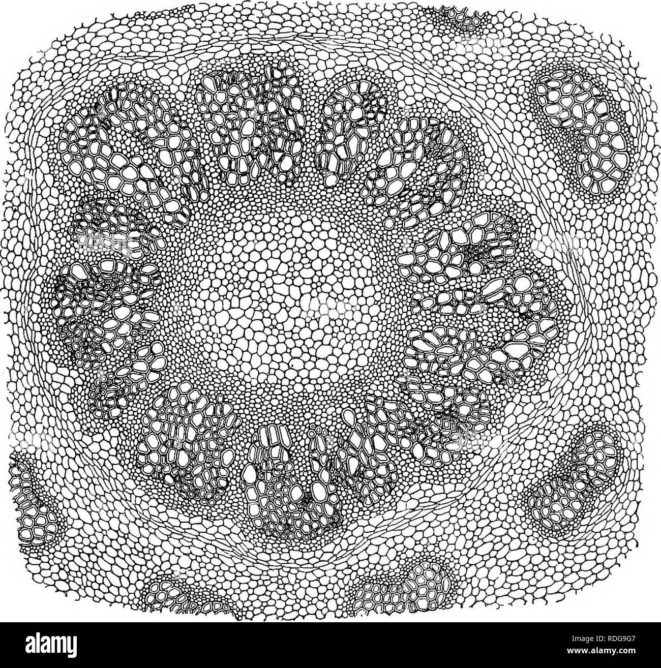 . Morphologie des gymnospermes. Les gymnospermes ; la morphologie des plantes. 7 tostelic CYCADOFILICALES tige, qui fusionne directement dans un siphonostelic avec condition phloème interne, tandis que dans d'Osmunda, bien qu'il y a habituellement dans les souches adultes une siphonostele sans phloème interne, dans O. cinnamomea (27, 31), à l'occasion, phloème interne est trouvé. Ni type d'siphonostele est largement affichée entre .fougères (36), la. Fig. Osmunda cinnamomea 4.- : section transversale de la tige, montrant le siphonostele ectophloic ; X25.-Après CoOT,TER (88). amphiphloic se type, par exemple, dans Adiantum, Matonia, Loxso Banque D'Images