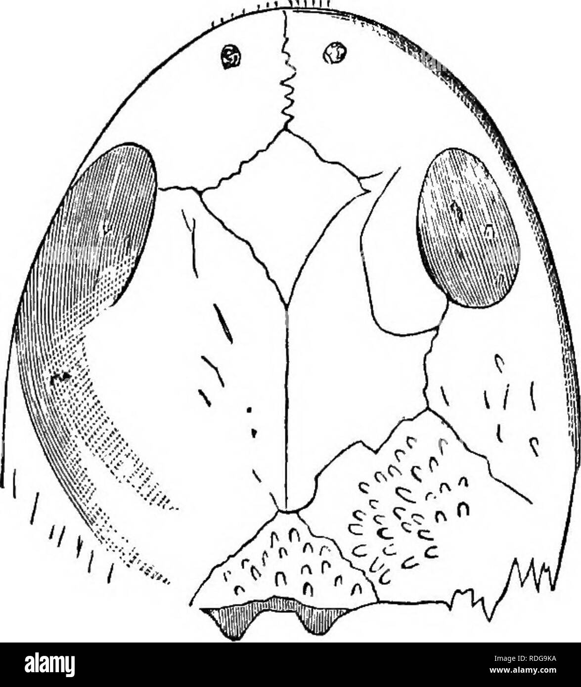 . Rapport de la Commission géologique de l'Ohio. La géologie, la paléontologie, des Mines et des ressources minérales ; zoologie ; la paléobotanique, la botanique. 396 la paléontologie de l'Ohio. Le museau est large, arrondi, comme dans T, ohtusa, et les dents prémaxillaires sont relativement beaucoup plus grand. Les os sont sculptés avec deli- cate, aigu, rayonnant, et inosculating des crêtes. L'os maxillaire est préservé pour la longueur d'un pouce ; ses dents sont plus petites que celles de l'os prémaxillaires ; je compte quatre dans une ligne, qui ont une couronne conique simple. La surface externe de l'os maxillaire n'est pas sculpté très fortement. Les orbites d'un Banque D'Images