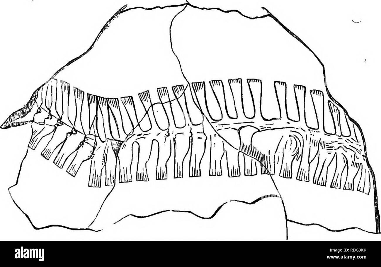 . Rapport de la Commission géologique de l'Ohio. La géologie, la paléontologie, des Mines et des ressources minérales ; zoologie ; la paléobotanique, la botanique. La PALÉONTOLOGIE 384 OP OHIO. de l'abdomen, avec bassin, etc. Le déterminable des parties de la dernière se composent d'un petit os, qui est dirigé vers l'intérieur- et un peu de chaque côté de la colonne vertébrale. Sa forme ressemble à celle de l'Ilion d'Protonopsis, et est, comme elle, légèrement élargi à l'extrémité antérieure Il ressemble également à l'élé- ment correspondant à Sauropleura longipes, et ni dans l'espèce ou que puis-je trouver le segment ou Banque D'Images