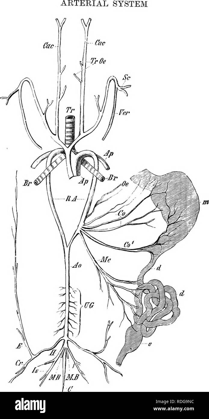 . Éléments de l'anatomie comparée des vertébrés. Anatomie, comparatif. 321 Fig. 263.-Le système artériel de Emys europwa. Tr, la trachée ; Br, Br, les deux bronches ; dans, l'estomac ; d, d, petit intestin ; i :, le gros intestin ; Ap, artère pulmonaire ; Cac, carotides communes, avec des branches de l'œsophage et de la trachée (Tr, Oe) ; Sc, artère subclavière ; Fer,de l'artère vertébrale ; RA, racines de l'aorte ; Ao, aorte dorsale ; Co, Co'- et moi, cceliaco-, l'artère mésentérique qui ici se présente comme un ensemble de navires distincts ; UG, artères urogénital ; Cr, artère crural ; E, 7s ; l'artère épigastrique, artère sciatique ; Banque D'Images
