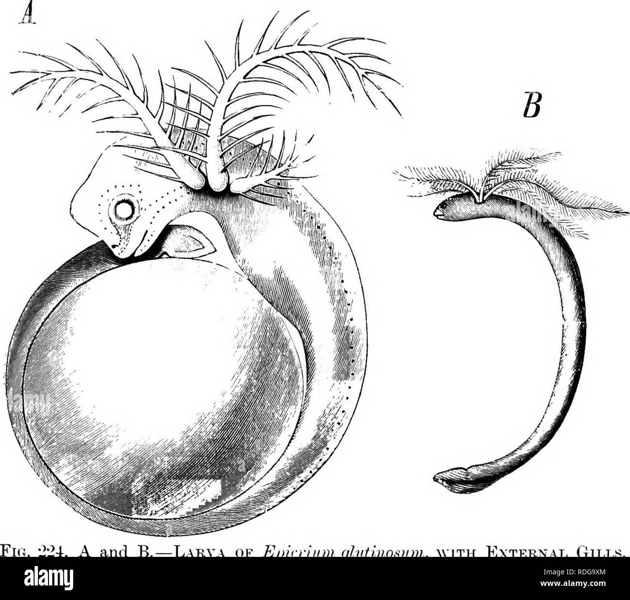 . Éléments de l'anatomie comparée des vertébrés. Anatomie, comparatif. Branchies 2V9 sur le liyoid. Dans Protopterus et Lepidosiren une réduction de ces organes a eu lieu, les branchies sont absents dans l'ancien genre sur le premier et deuxième arcs branchiaux ; cependant, il n'y a en outre, une hémibranchie antérieure sur la cinquième arche branchiale. Amphibia--dans l'embryon d'Urodèles, cinq gill-creux peut être reconnue, mais la plus antérieure et postérieure de ces ne s'ouvrir à l'extérieur. Dans les larves, ainsi que dans Perennibranchiates adultes, il y a trois références gill-touffes en c Banque D'Images