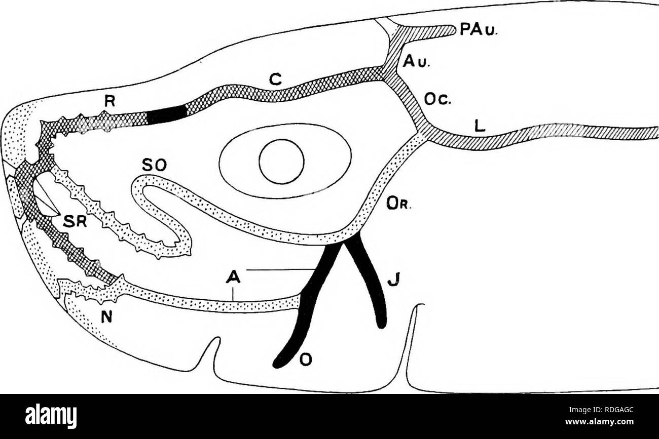 . Éléments de l'anatomie comparée des vertébrés. Anatomie, comparatif. Fig. 151.âNekvb Urodelb d'élévation d'un. (Semidiagrammatic.) Je, les cellules de l'épiderme, qui througli le neuro-épithélium, b, h, peut être vu ; c, le cheveux terminaux de ces derniers (les cellules périphériques ne sont pas représenté) ; si, hj'aline tube, formé comme une sécrétion ; si, le passage à des fibres nerveuses et entourant les cellules sensorielles.. Fig. 152. (1- -Sexsoby Canaux de Chimaira monstrosa. (D'après F. J. Cole. innervation ; est indiqué par les différents types d'ombrage. La Supra-orbitaire (canal innervée par oph superficiel Banque D'Images