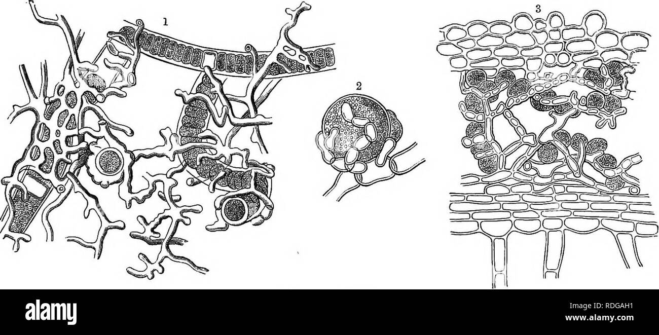 . L'histoire naturelle des plantes, leurs formes, la croissance, la reproduction et la distribution ;. La botanique. THALLOPHYTA. 693 et Coleochseteae Gamophycese de La classe verte de l'Algse. Ainsi, les mêmes algues sert pour beaucoup de différentes espèces de lichens. La classification des lichens selon les caractères de la constituante fongiques, nous trouvons des membres des familles suivantes :, les Pyrénomycètes Discomycètes, Hymeno- zygomycètes et Gasteromycetes. Nous pouvons donc parler de 4 familles de Biscolichenes PyrenoUchenes : Lichens,, HymenoUchen Gasterolichenes'es, et. . Discolichenes^- produire l'UA dans l'asci apothécies à la manière des Discomycet Banque D'Images