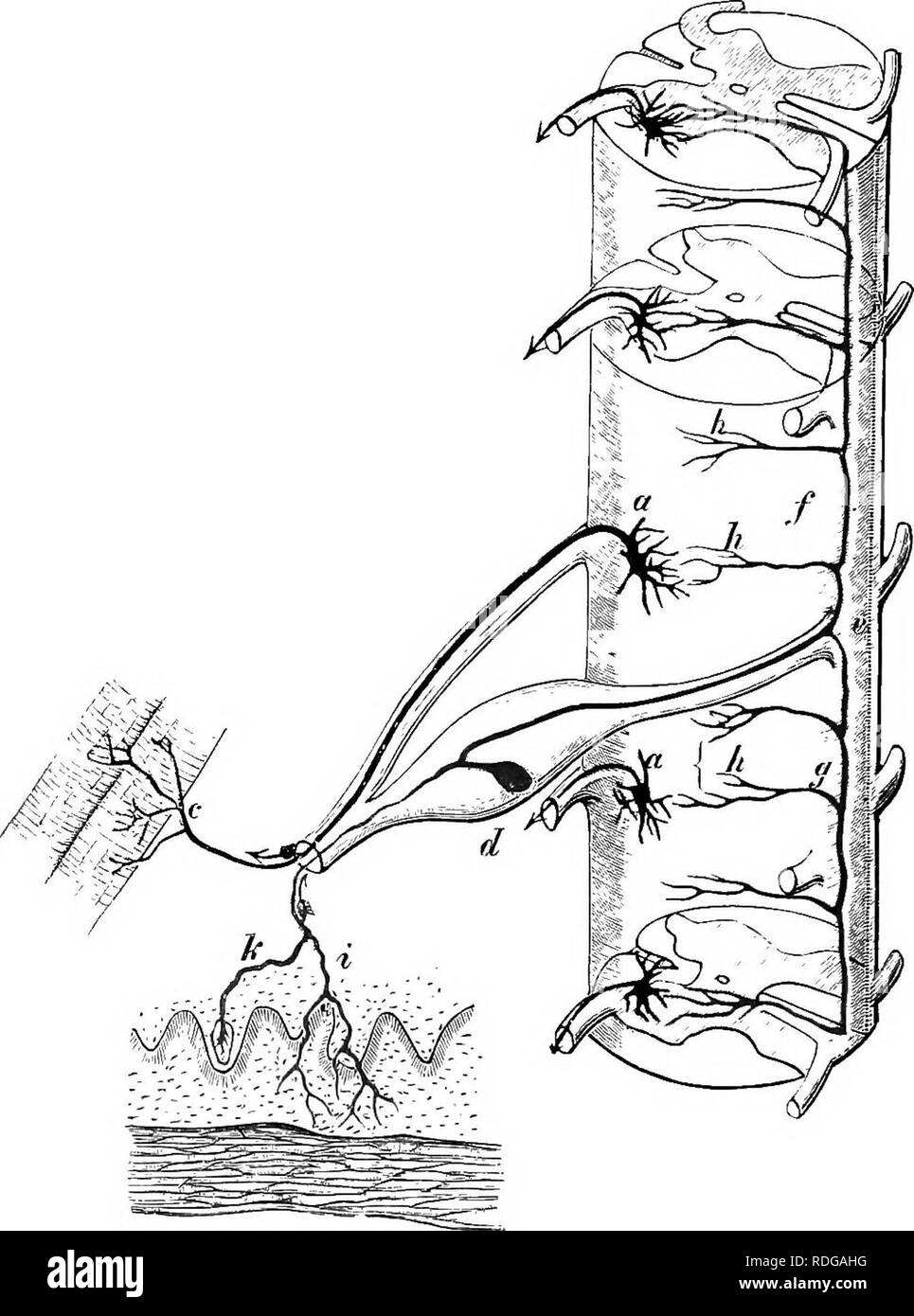 . Éléments de l'anatomie comparée des vertébrés. Anatomie, comparatif. 178 L'anatomie comparée. Fig. 147.-Diagramme illustrant l'origine, bien sûr, la résiliation de l'axd et moteur de fibres sensorielles les nerfs spinaux, ainsi que les relations op le Collaterai sensorielle. Fibres pour les points d'origine des "racines ventrales. (D'après M. C. Lenhoss^k.) e|&amp ; moelle épinière est présenté comme si transparent. Les fibres du racines ventrales Warise à partir des cellules de la face ventrale de la substance grise cornua (a) et à la fin des branches sur les fibres musculaires striées (c). Le ganglion spinal (d) est s Banque D'Images