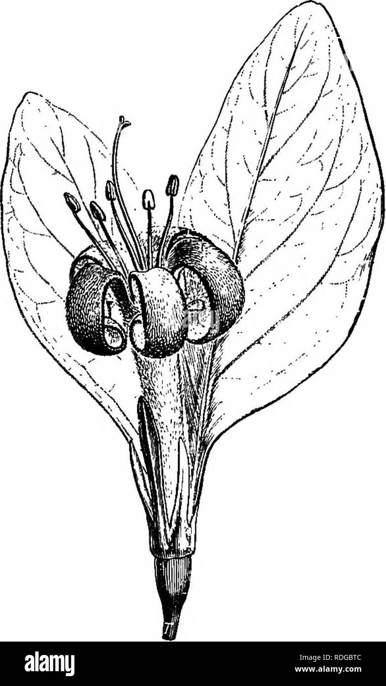 . L'histoire naturelle des plantes. La botanique. RUBIAGEM. Ckneya 335 Remplir pubens. les deux Amériques, avec de grandes fleurs voyantes et plutôt dans le terminal ou grappes de cymes axillaires. Rondeletia, un nom donné à une tribu d'EuUacea, est placé à la tête d'une sous-série avec fruit capsulaire, graines généralement sans ou avec des ailes très courtes, comme dans tous les types précédents ; mais avec corolle strictement imbriqués. au lieu de valvaires. Ses lobes sont normalement quatre ou cinq en nombre. Le tube est généralement épaissie à la gorge au-delà de laquelle les anthères ne passent pas. Le fruit est loculicidal, et les vannes peuvent s Banque D'Images