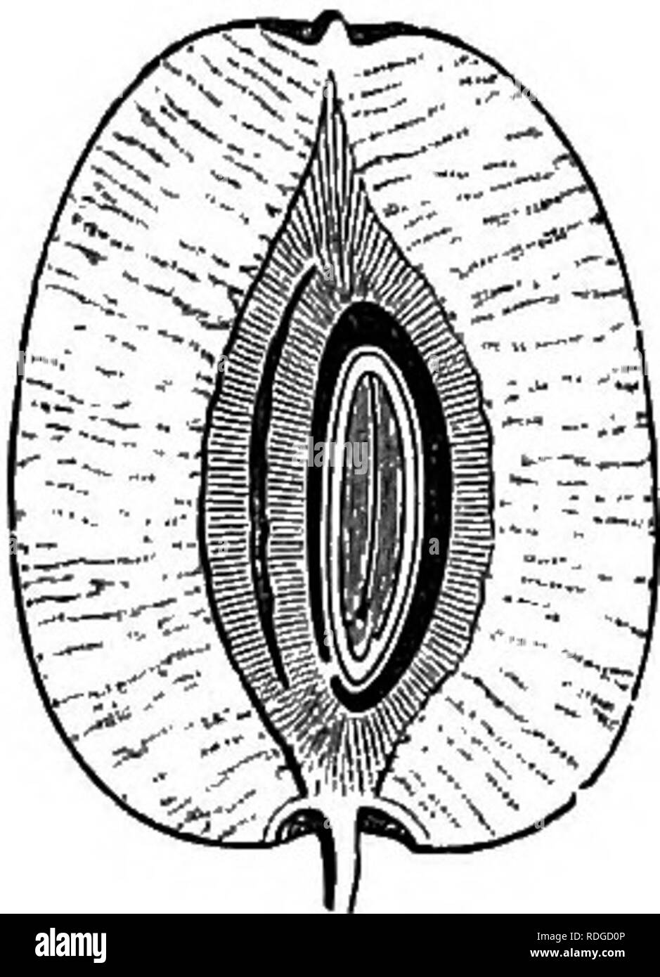 . L'histoire naturelle des plantes. La botanique. 58 L'HISTOIRE NATURELLE DES PLANTES. Z'zyphus vulgaris. Palmrus (fig. 49) était auparavant variait entre les Jujubes {Zisyphus gaye et son nom à une tribu séparée car sa semi- ovaire infère fut remplacé par un indebiscent avec fruits de un ou plusieurs cellules putamen. Le péricarpe sec et dur est dilatée au-dessus d'un iftto orbicu- lar et large aile horizontale. Ils sont des arbustes épineux de l'Asie tempérée et la région méditerranéenne. Le vrai Jujubes (fig. 50-53) ont, comme eux, l'apophyse, branches et autres 3-5-nerved feuilles ; mais le fruit est une drupe avec os o Banque D'Images