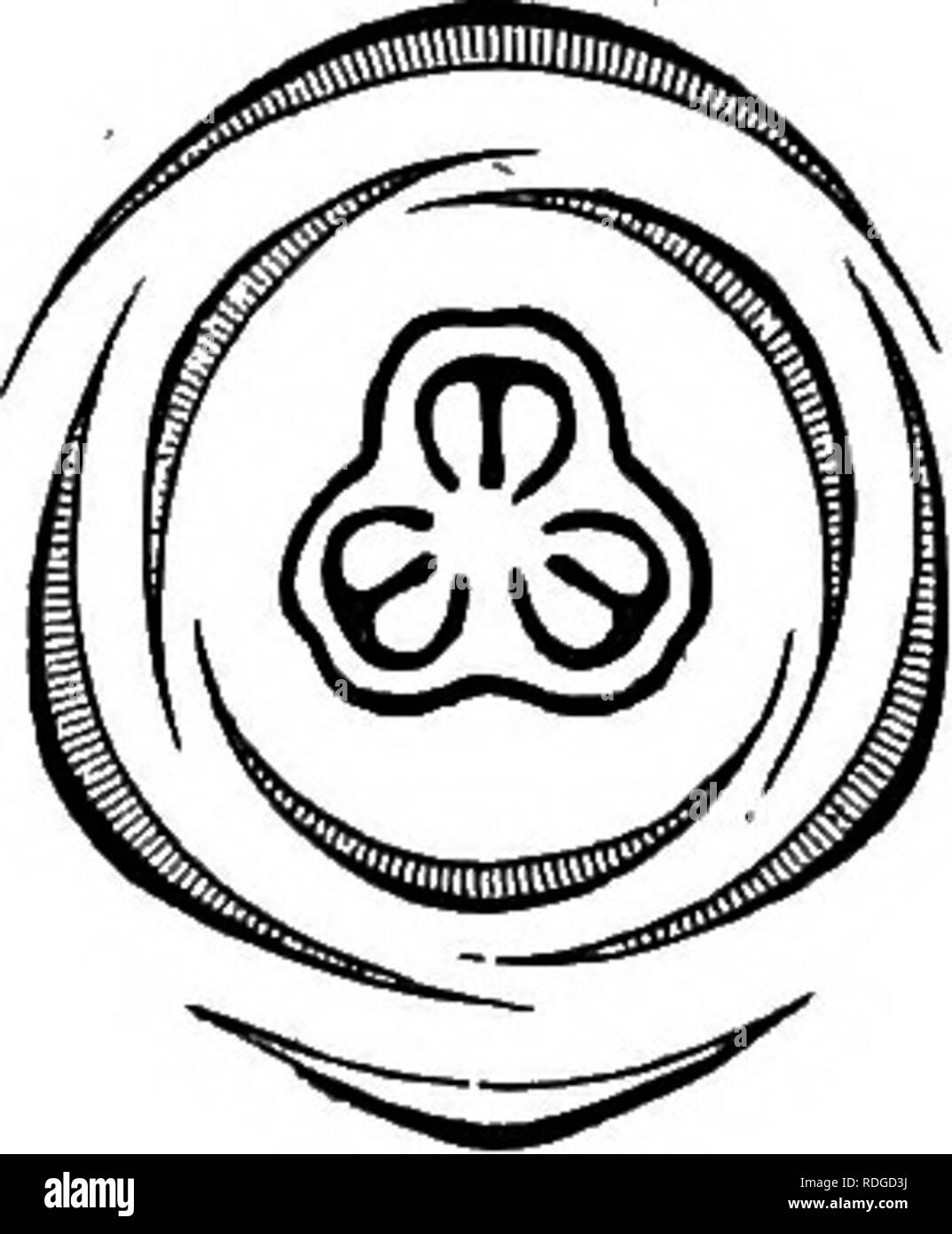 . L'histoire naturelle des plantes. La botanique. Fig. 30. Fleur mâle ...