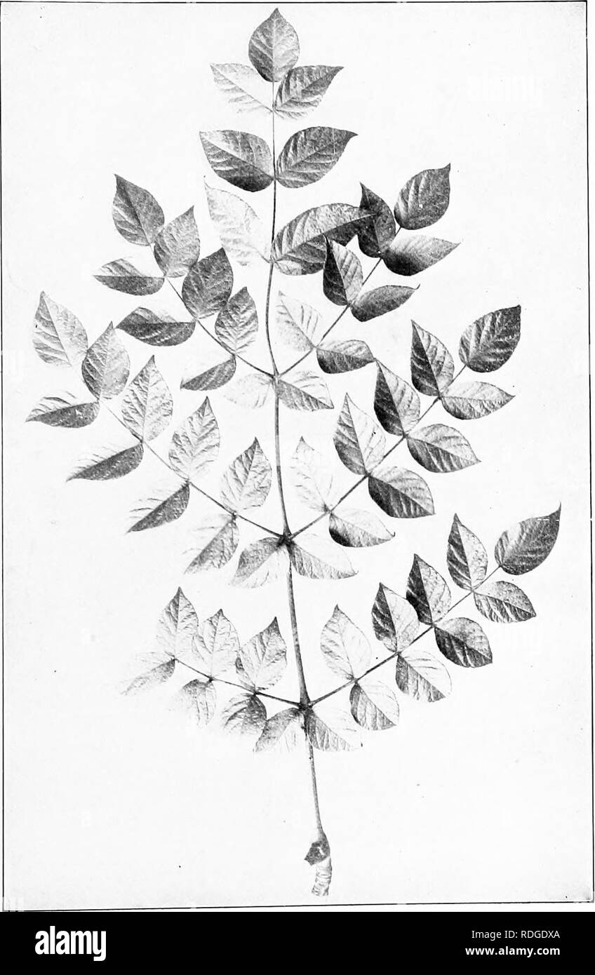 . Nos arbres indigènes et la façon de les identifier ; une étude de leurs habitudes populaires et leurs particularités. Les arbres. CLUB HERCULES. Club d'hercule, Aralia spinosj. Laisse 3° à 4° de longitude. Leallets 2' à 5' de long.. Veuillez noter que ces images sont extraites de la page numérisée des images qui peuvent avoir été retouchées numériquement pour plus de lisibilité - coloration et l'aspect de ces illustrations ne peut pas parfaitement ressembler à l'œuvre originale.. Keeler, Harriet L. (Harriet Louise), 1846-1921. New York, C. Scribner's Sons Banque D'Images