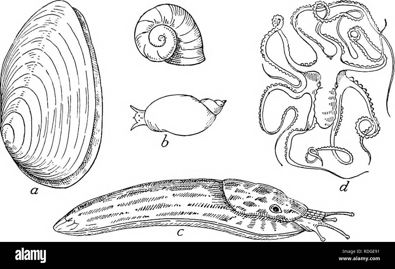 . L'étude de la nature et de la vie. L'étude de la nature. 43° l'ÉTUDE DE LA NATURE ET DE LA VIE des animaux à corps mou sans segments et joints sans les membres. En général le corps est protégé par une coquille, célibataires et en spirale enroulée, comme avec les escargots, les bigorneaux, conques et, ou composé de deux pièces ou de vannes, comme dans les myes, les huîtres et les moules. Quelques-unes n'ont pas de coquille, comme le jardin, les limaces et les plus développés de l'ensemble du groupe, les pieuvres et calmars à l'encre. Pendant que les enfants peuvent être encouragés à collecter des combustibles. Fig. 174. Les formulaires de type de mollusques d'eau douce, un clam ; b, étang d'escargots ; c, limace ; d^ les coquilles du poulpe. Banque D'Images