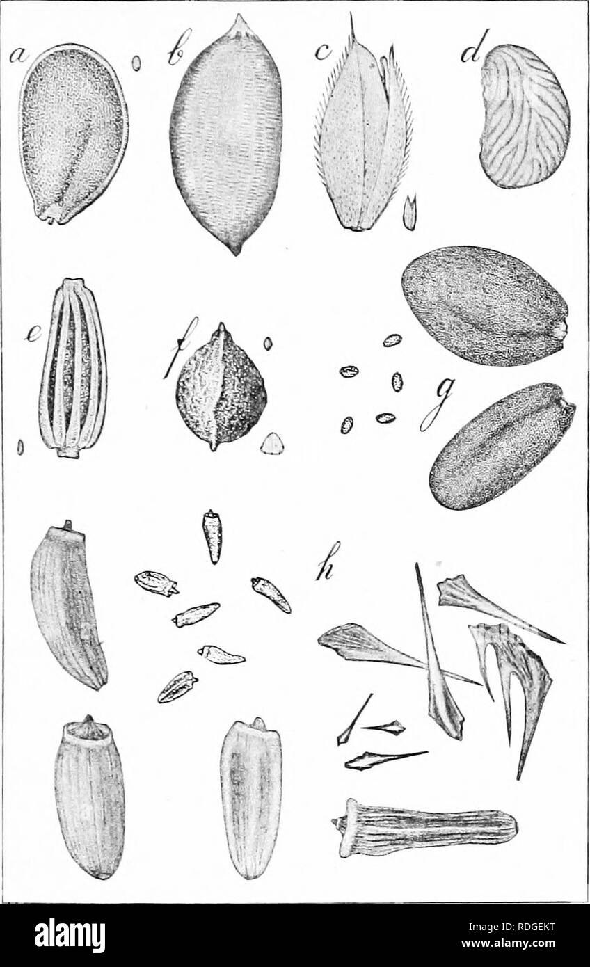 . Les herbes de la ferme des États-Unis ; un traité pratique sur l'herbe, à l'ensemencement des cultures et la gestion des prairies et pâturages, la description des meilleures variétés, les semences et de ses impuretés, des herbes pour des conditions spéciales, etc., etc. Les graminées. FIG. 14 GRAINES DE MAUVAISES HERBES à un Peppergrass, {Lepidium virginicum b. Rush mince (/etiuis /uncus) ; c. Velvet-lanaius {herbe Holcus) ; rf, Fivefiuger monspelicnsis {Potentilla) ; 1 ?, {Chrysanthemuvi leiicanthemum Oxeye Daisy) / {Runiex, oseille :(aa) oseUa g. Faux [Lin Camelina sativa) h, le chardon des champs {Cardiiits arvensis). 67. Veuillez noter que ces images sont Banque D'Images