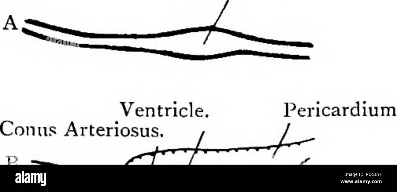. Texte élémentaire-livre de zoologie. Vertébrés. 421 l'avant à travers le même angle, mais à l'avant-Hmb le coude est plié vers l'arrière et le pied avant, ce qui entraîne une déformation de la partie distale du membre deux os-{radius et cubitus). Ce qui est produit l'important mouvement de pronation. Dans un grand nombre de mammifères marins qui utilisent leur avant-jambes presque entièrement de progression les os sont en pronation, mais dans d'autres, le rayon pivote et permet de supination pronation et à la volonté de l'animal. Blood-vasculaire.- âThe coeur* se pose comme une partie de l'contractile navire ventrale runnin Banque D'Images