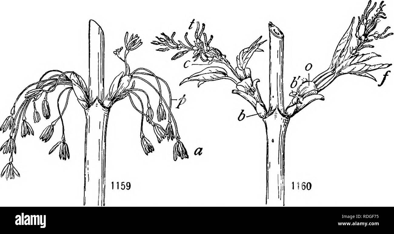 . Un manuel de botanique pour les collèges et universités ... La botanique. REPRODUCTION ET dispersion des espèces 833) ^ ; chez certaines espèces, le pollen est essentiellement impuissant sur le stigmate de la fleur dans laquelle elle a été produite (p. 854). Les grains de pollen conservent habituellement leur vitalité pour un certain nombre de jours, mais celles de l'Hibiscus trionum vivre guère plus de trois jours, tandis que ceux de certaines espèces (comme le palmier dattier) peuvent vivre pendant plusieurs mois, surtout si sèches. Les grains de pollen qui ont généralement été humidifiées et meurent rapidement séché par la suite, mais un peu de pollen est si résistant que l'ennoiement d'un num- Banque D'Images