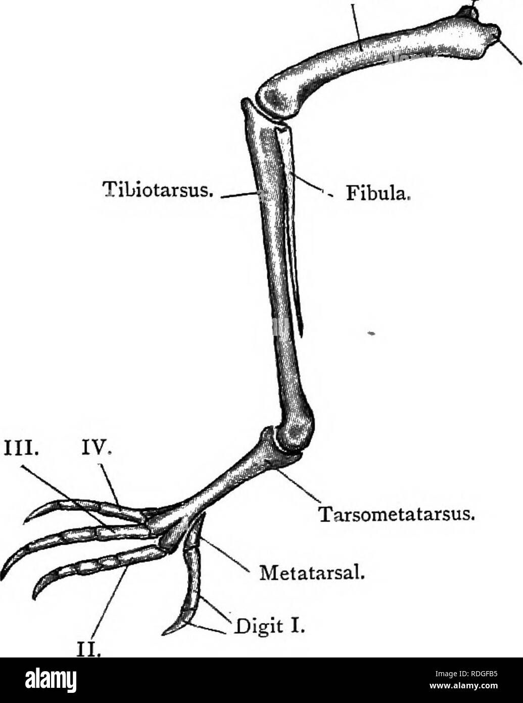 . Texte élémentaire-livre de zoologie. 374 ACCORD À A. Fig. 267.âLeft jambe du pigeon. {Ad nat.) fémur. La tête. . Tibiotarse. Trochanter. Tarso-métatarse. Â métatarsien. &Gt;Chiffres I. Fig. 268.âLateral Vue sur le bassin de la palombe. [Ad nat.) (légèrement agrandie.) Foramen ischiatique. Ilium.. Veuillez noter que ces images sont extraites de la page numérisée des images qui peuvent avoir été retouchées numériquement pour plus de lisibilité - coloration et l'aspect de ces illustrations ne peut pas parfaitement ressembler à l'œuvre originale.. Masterman, Arthur Thomas. Paris, E. &AMP ; S. Livingstone Banque D'Images