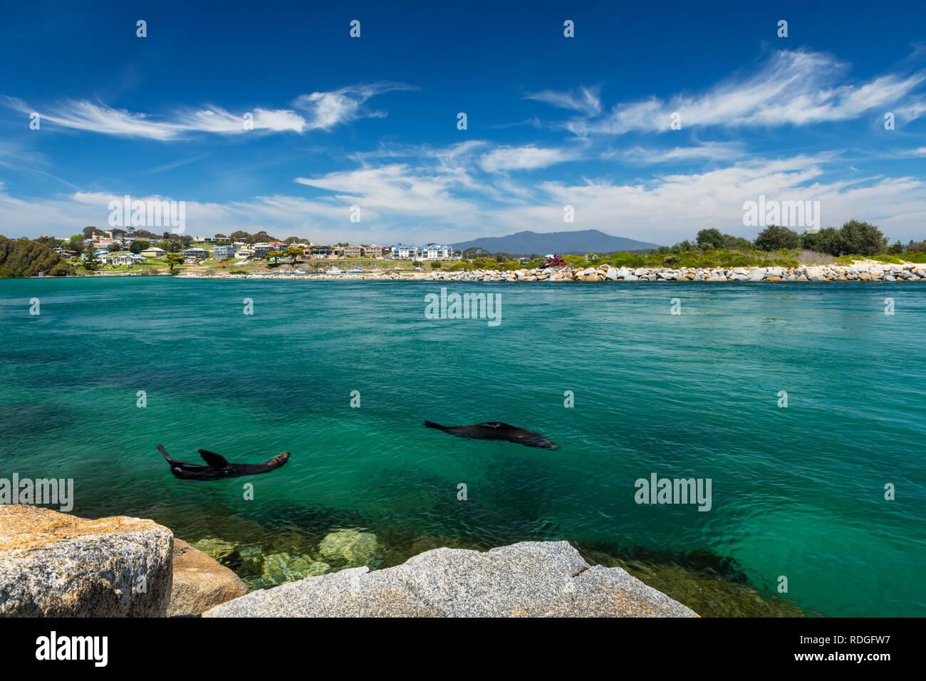 Furseals reposant à Avelgem Banque D'Images
