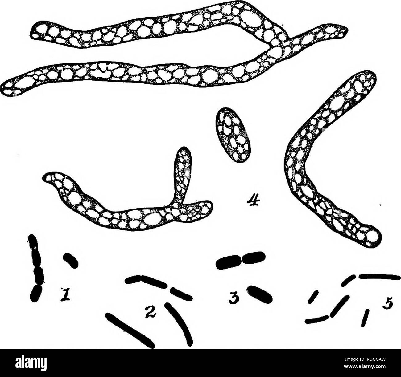 . Les bactéries par rapport à la vie à la campagne. Les bactéries. 380 bactéries dans le cadre de vie de pays non seulement dans la formation d'acide lactique, mais, aussi, en changeant le sucre de lait afin qu'il devienne capable de fermenter- les cellules de levure. Dans ce pays, kumiss est facilement établi par l'addition au lait de vache d'une quantité de sucre de canne et de levure de bière ordinaire. La filière canne-sucre est alors causée par la levure pour subir la fermentation, alors que le sucre du lait est transformé en acide lactique par bac- lité. . Matzoon Matzoon-lait est une boisson de l'Arménien. Fig. 61. Microdrganisms matzoon arménienne de. (Après Weigmann, Banque D'Images
