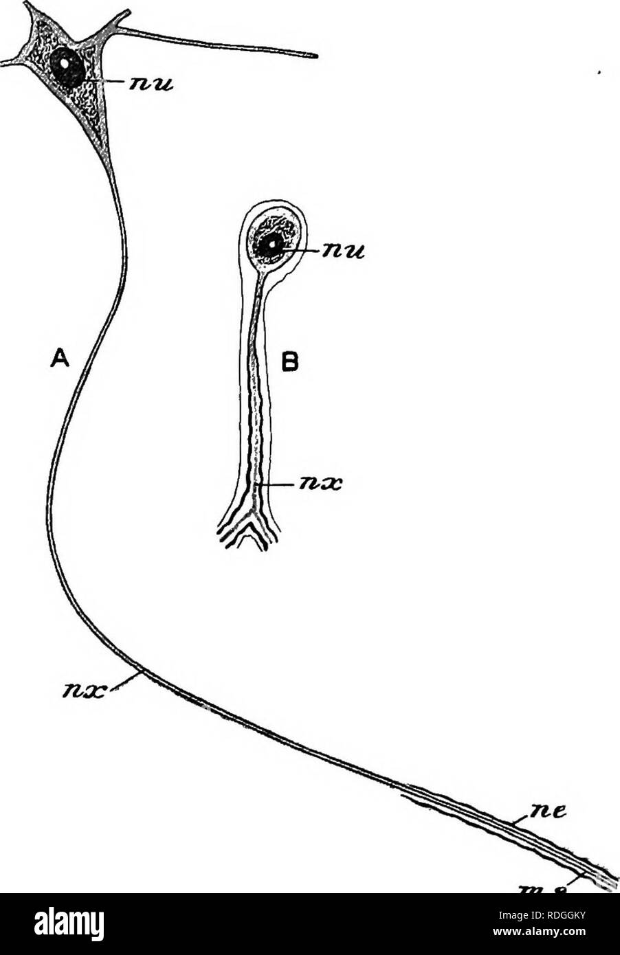 . Un cours élémentaire de zoologie pratique. Zoologie. La grenouille, polar CHAP ") des cellules nerveuses (Figs. 48 et 54, A), chacun avec un continu neuraxis et enfermé dans un tissu formé en partie. m.s Fig. 54.-une des cellules nerveuses, de la matière grise de la moelle épinière d'une grenouille, et la fibre nerveuse qui en découlent ; B, cellule à partir du ganglion de la racine dorsale d'un ne..' ; neurilemma nzc, noyau ; nx. neuraxis ; m. s. Gaine médullaire. (A/ter Howes.) de l'axe-fibres des nerfs qui entrent dans le gris de la substance blanche, perdre leur gaine médullaire comme ils le font,. Veuillez noter que ces images sont extraites de Banque D'Images