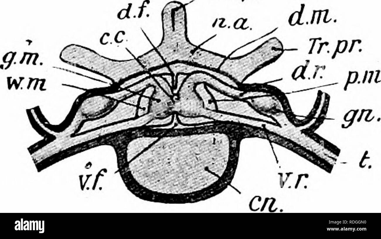 . Un cours élémentaire de zoologie pratique. Zoologie. X DE LA MOELLE ET LES NERFS CÉRÉBRAUX 163 Origine des nerfs spinaux.-Le mode d'origine des nerfs de la moelle épinière est particulier et caractéristique. Remonter vers la corde, chaque nerf est trouvé, en arrivant au foramen intervertébral d'où il émerge, de diviser en deux-a la racine qui naît de la nageoire dorsale, et une racine ventrale qui provient de la région ventrale du cordon (Fig. 52, d.r, v.r). La racine se distingue de la face ventrale dilatée en étant dans un ganglion cérébroïde (GN). Dans la Fig. 51 Ces ganglions sont tapis dans certa Banque D'Images