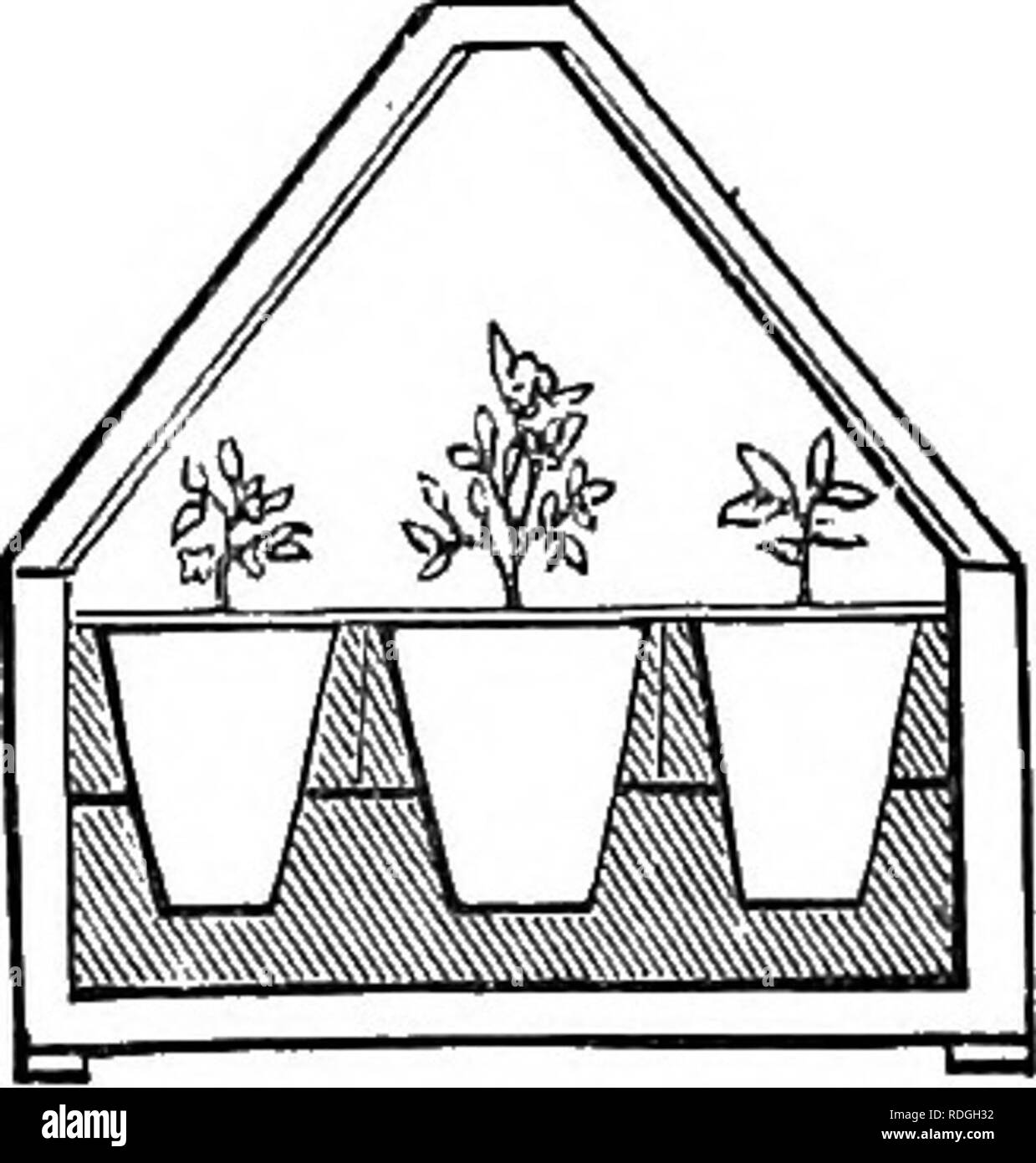 . Un manuel de botanique : être une introduction à l'étude de la structure, la physiologie et la classification des végétaux . La botanique. Fig. 622.. Fig. 623. Fig. 624. un pot (fig. 624). Les pots doivent être enveloppé dans la mousse, et ils doivent être maintenus à leur place par le biais des beaux-fils de fer galvanisé. Le fond de l'affaire devrait être perforé avec six ou huit trous, afin de permettre l'évasion de l'humidité superflue. Coton blanc solide peut être utilisé en cas de sokie couvrant le cas en- lieu de verre ; le coton pour être humidifié de temps en temps pendant le transit. M. Joseph DecandoUe fait ex Banque D'Images