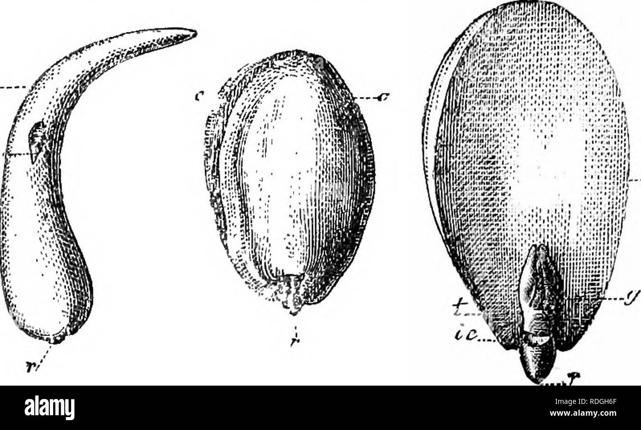 . Un manuel de botanique : être une introduction à l'étude de la structure, la physiologie et la classification des végétaux . La botanique. 334 DE L'USINE EMBKYO PAETS. petite cavité au centre de la cellule, et l'épaississement des espaces rayonnants trouvée avec la matière, est bien vu sous le microscope. L'embryon est constitué de feuilles rudimentaires, les cotylédons ou les 'plumule (plumula, un peu vers le bas), ou gemmule (gemma, un bourgeon), soit l'axe ascendant (de la radicule, radix, racine), ou l'axe descendant, et leur point de l'Union européenne collum, collier ou du cou ; la partie de l'axe d'Othe qui intervient entre e Banque D'Images