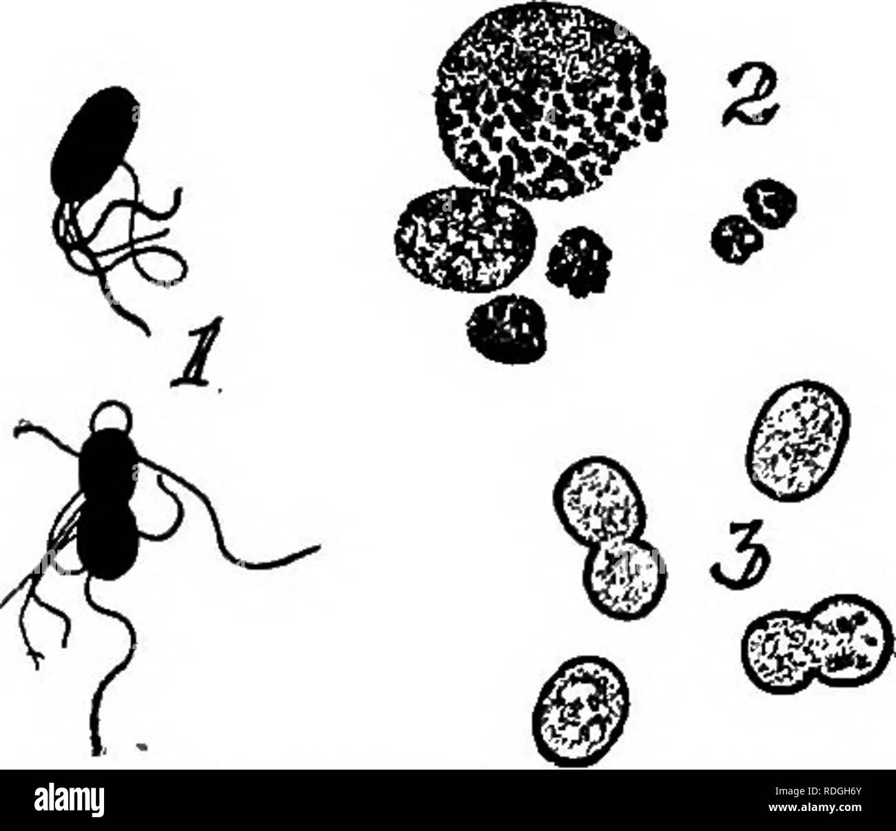 . Les bactéries par rapport à la vie à la campagne. Les bactéries. 200 bactéries par rapport à la vie à la campagne avec une quantité donnée de l'humus, deux ou trois fois autant d'azote que peut être fixé par le Clostridium Pas- torianum. Les différences dans la puissance de l'azote - fixation des bactéries aérobies et anaérobies sont dues à des différences dans leur mode d'action. Les processus chimiques qu'ils emploient ne sont pas les mêmes, par conséquent les résultats ne peuvent pas s'attendre à être les mêmes. Cependant, le pouvoir de fixer l'azote atmosphérique est très variable dans l'autre catégorie d'ou- ganisms. C'est modifié essentiellement par l'aijd clim Banque D'Images