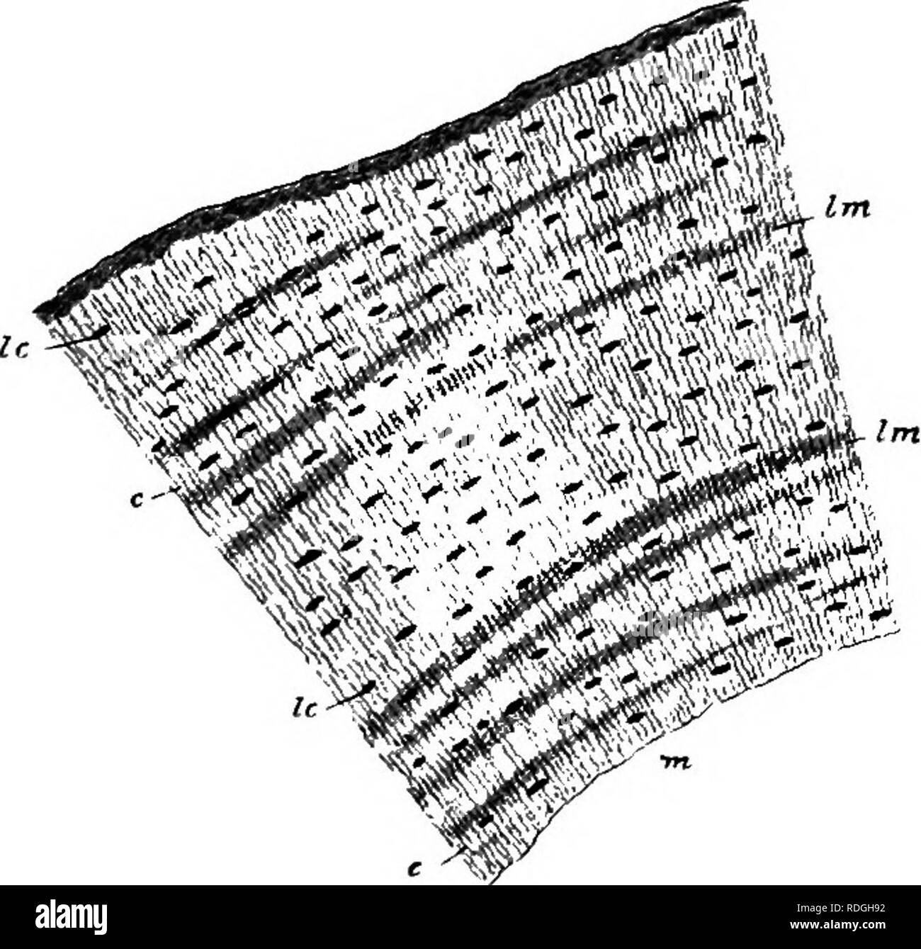 . Un cours élémentaire de zoologie pratique. Zoologie. li6 L 'FROG CHAP. l'un de l'autre et intercellulaire-substance est formée entre eux. Dans l'embryon, ce tissu est entièrement constitué de cellules qui peu à peu près et un formulaire distinct sans structure matrice qui est ferme et élastique, et qui, dans certaines régions (pp. 46 et 48) peut devenir calcifié. Os.-comme nous l'avons déjà vu (p. 52) l'os est formé de deux électeurs, une base de matières animales dans lesquelles la matière minérale-calcium phosphate et carbonate-est déposé. Dans l'examen microscopique nous pouvons donc mvestigate. Fig. 35.-de transférer des fichiers musicaux Banque D'Images
