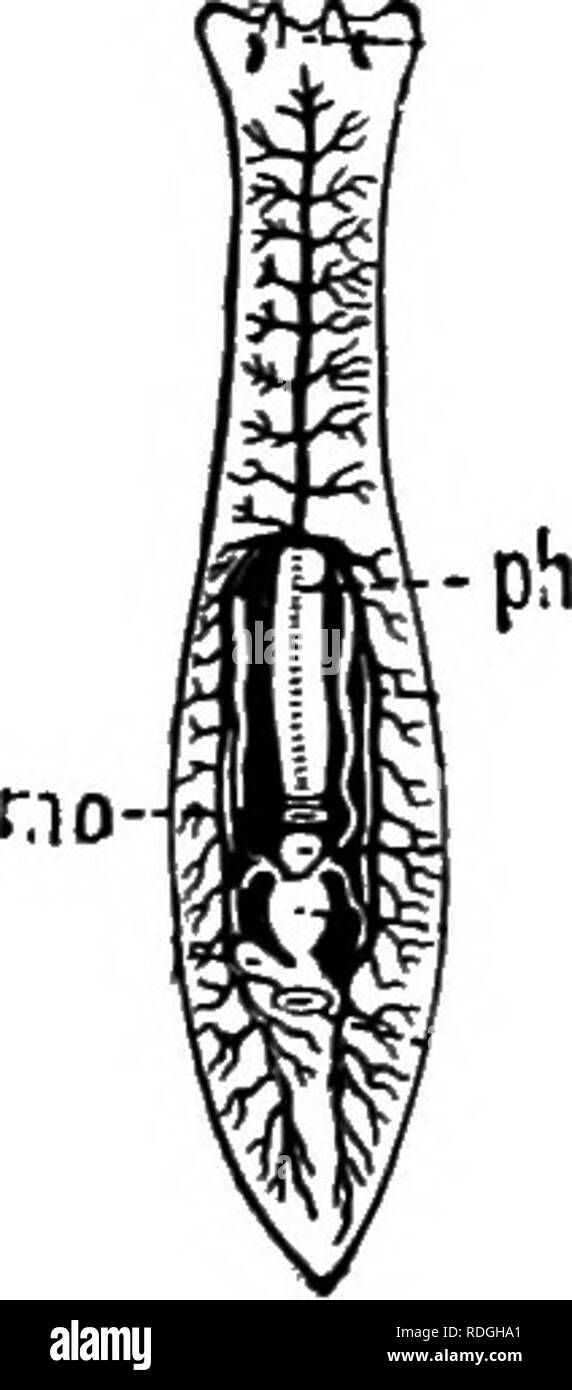 . Une introduction à la zoologie, avec les instructions pour les travaux pratiques (invertébrés). Les seules structures visible pour être vu sur la partie supérieure de la surface de la créature, même avec l'aide d'un solide cristallin, sont : les quatre groupes de minute dark eye- Taches, entre ces corps ovale clair qui est le cerveau, et, tournant longitu- dinally le long du corps, une irrégularité, parfois cassée, ensemencer en stries ; c'est la partie centrale de l'appareil digestif, d'où de nombreuses branches s'élèvent au membre de l'organisme. Les cils qui couvrent le corps peut être vu qu'en vertu d'un pouvoir grossissant élevé ; b Banque D'Images