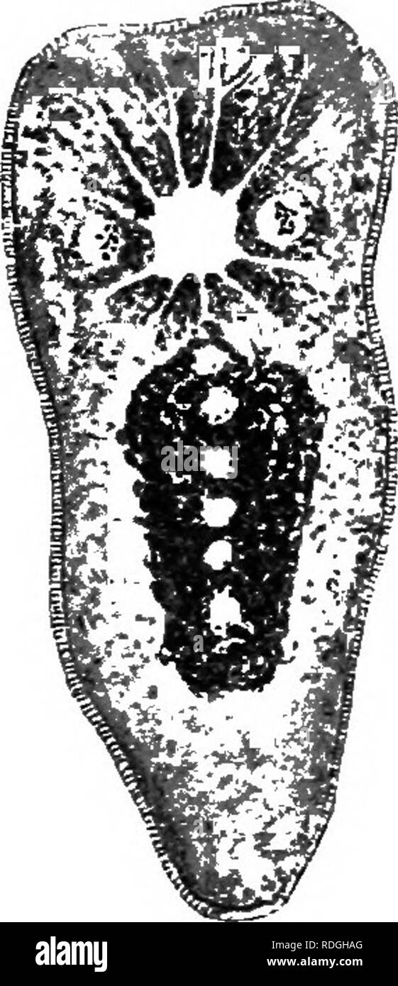. Une introduction à la zoologie, avec les instructions pour les travaux pratiques (invertébrés). CHAP. VIII 95 TYHELMINTHES PLA. Les seules structures visible pour être vu sur la partie supérieure de la surface de la créature, même avec l'aide d'un solide cristallin, sont : les quatre groupes de minute dark eye- Taches, entre ces corps ovale clair qui est le cerveau, et, tournant longitu- dinally le long du corps, une irrégularité, parfois cassée, ensemencer en stries ; c'est la partie centrale de l'appareil digestif, d'où de nombreuses branches s'élèvent au membre de l'organisme. Les cils qui couvrent le corps peut seulement être vu Banque D'Images