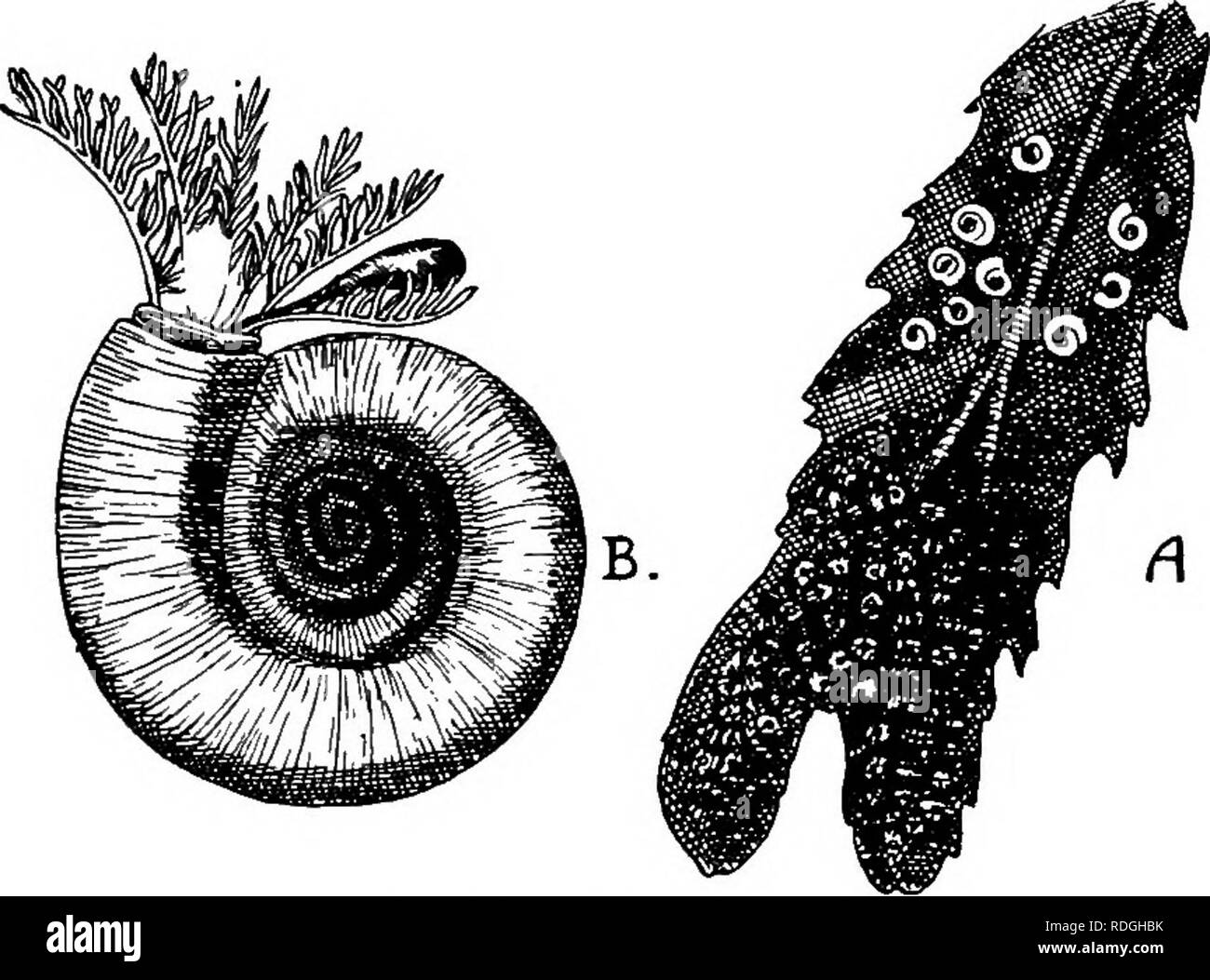 . Une introduction à la zoologie, avec les instructions pour les travaux pratiques (invertébrés). ANNELIDA 89 La mer-worms ici mentionnés ne sont que quelques représentants des nombreux à être trouvés sur nos côtes. Ils ont été choisis parce qu'ils illustrent dans soime degré la variété des Chaetopod structure trouvée parmi les vers, et leurs pouvoirs d'adaptation à différents domaines de la vie. Les vers de terre sont plus ou moins protégés par leur habitude de métro, et, comme l'air est abondant dans leur terrier et leur peau est si fin que d'être pénétrable à elle, ils n'ont pas besoin d'organes spéciaux Respira- toire. Sea-wor Banque D'Images