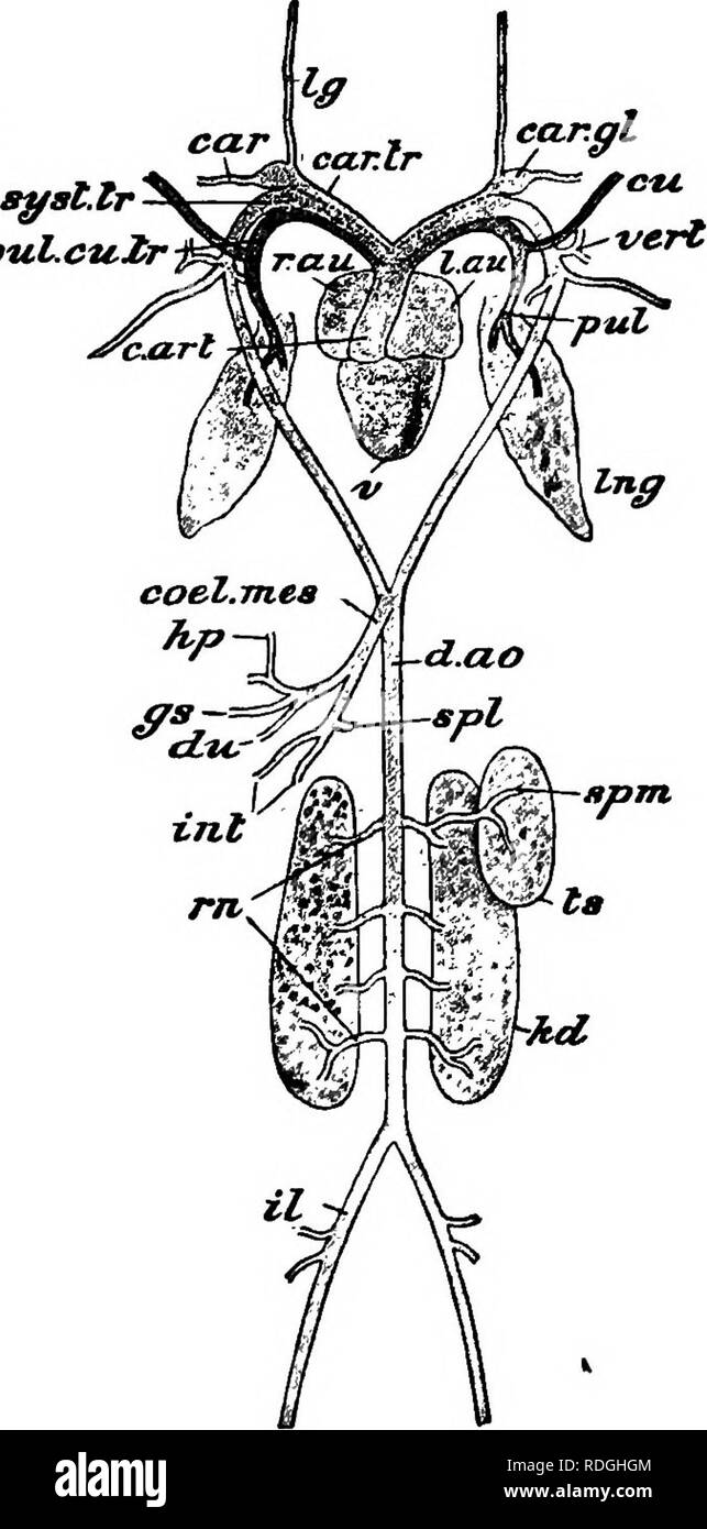 . Un cours élémentaire de zoologie pratique. Zoologie. puLcu^. Fig. 20.-Le système artériel de la grenouille, avec le coeur, les poumons, les reins et le testicule gauche, censés être éliminés de l'organisme et vu de l'aspect ventrale. voiture. carotide ; car.g-L plexus carotide ; panier, conus artériel ; voiture.. ir ; tronc carotidien ctei. tttes. cceliaco ou splanchnique ; cu l'artère mésentérique. artère cutanée ; d. l'OD, l'aorte dorsale ; du, ulcère gastrique ; artère. gs hp ; artère. Artère hépatique Artère iliaque il. ; ; int. artères intestinales ; kd. ; rein /.. au pavillon gauche ; l'IG, l'artère linguale ; Ing. ; poumon pul. Banque D'Images