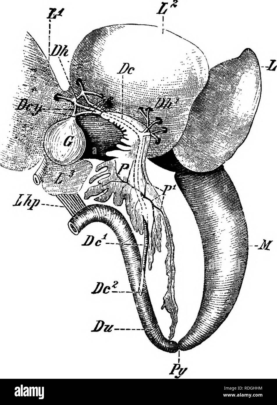 . Un cours élémentaire de zoologie pratique. Zoologie. Les organes digestifs 69 de la fin de la gaine {^ Dc) dans l'intestin ; ce liquide est la bile. Très prudent de la dissection montre que le canal biliaire commun. Fig. 18.-Estomac et duodénum de grenouille avec du foie et du pancréas. ^^ dc dc cholédoque ; Dc."^ son ouverture dans le duodénum ; D. cy. fibrose ; conduits Dk, Dh^ ; conduits hépatiques du. duodénum ; G. vésicule biliaire L,L L'^^,L, lobes de foie, tourné vers l'avant ; Lhp. angle duodéno-hépatique de l'épiploon, une feuille du péritoine reliant le foie avec le duodénum ; M. P. ; Estomac Pancréas ; P^, conduit pancréatique ; Py. Banque D'Images