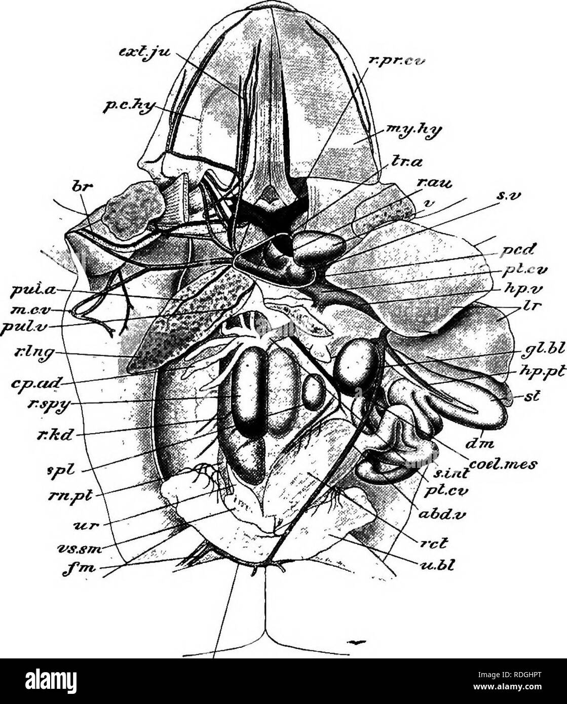 . Un cours élémentaire de zoologie pratique. Zoologie. DISSECTION D'UN HOMME GRENOUILLE. p-v Fig. 3.âDissection d'un homme grenouille. Le canal entérique et le foie sont déplacées à la gauche de l'animal, et d'une partie du foie est ciit loin. Certains des muscles sont coupés et certains nerfs et vaisseaux sanguins retracés dans la tête et les membres. , , . Abd. C. veine abdominale ; br. Artère brachiale, veine, et je nerf cosi. . Jties cffiliaco ou splanchnique - cp ; l'artère mésentérique. ad., bonne graisse - corps ; dm. duodénum ; ext.ju. veine jugulaire externe ; fm. veine fémorale ; gl. bl. Vésicule biliaire ; hp. pt. - Veine porte hépatique ; k Banque D'Images