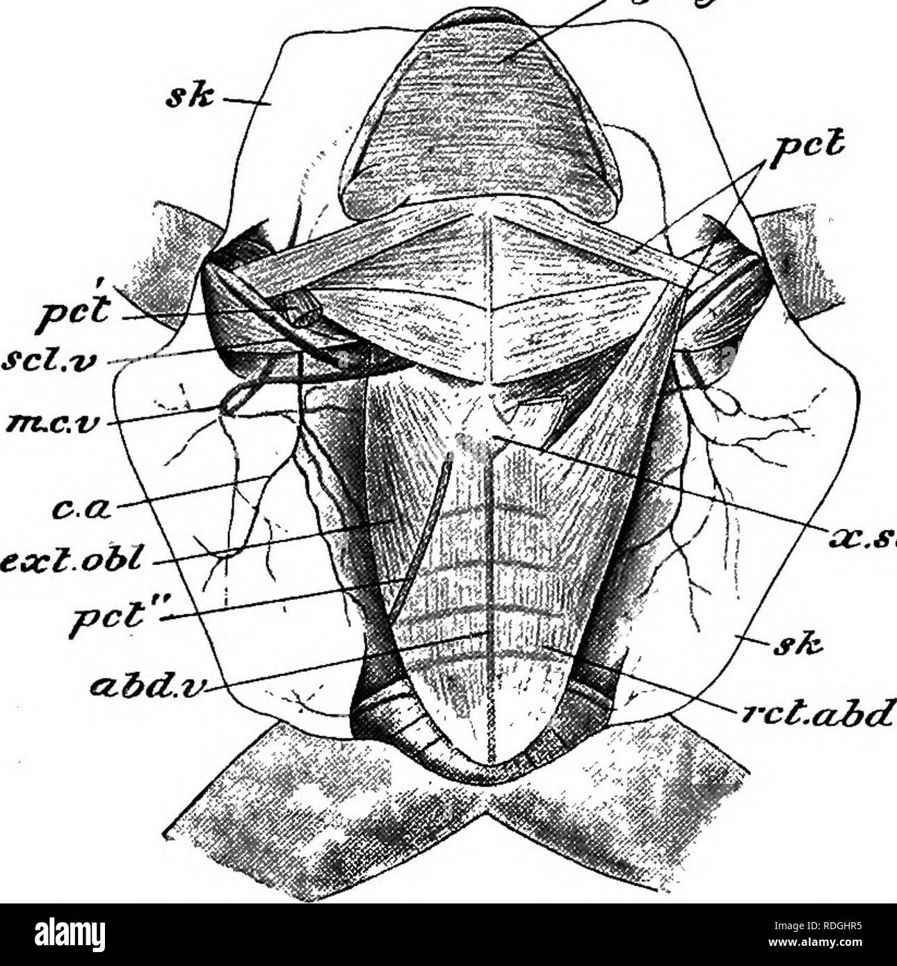 Os De La Jambe En 6 Lettres Un cours élémentaire de zoologie pratique. Zoologie. La paroi du corps 19  sur le dessus de la tête et l'avant de la jambe - il n'y a pas de muscles,  et