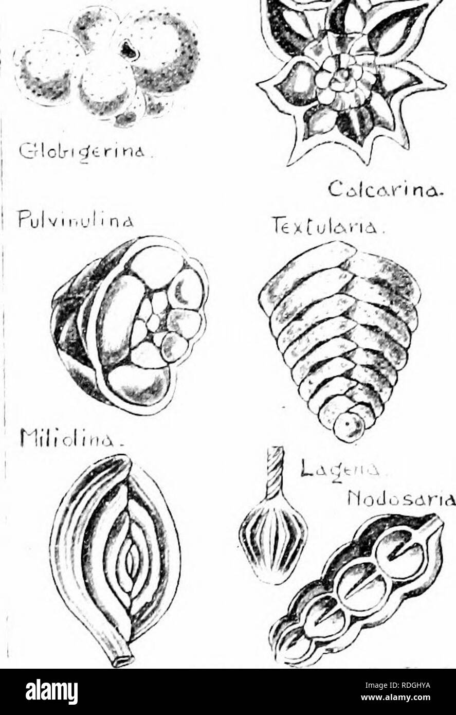 . Une introduction à la zoologie, avec les instructions pour les travaux pratiques (invertébrés). 10 INTROnrcriON iinother foini tandis que jusqu'à la zoologie, avec des pseudopodes et plusieurs noyaux, se distingue comme Amnehii quartti,. Uiiicellnlar vhlch Sluil Fornix sécrètent une. De nombreuses formes étroitement allié à Amoelja ont fait un pas vers le haut" sur l'échelle de la vie, l'acquisition de l'hahit liy d ^ 4 scci'etin leur ronde une hodies couvrant, qui n'est pas temporaire comme dans le cas de l'Amoeba's "kyste," mais est permanente, et est d'une telle forme, que Avdrilst permettant à tous les processus vitaux pour continuer un- vérifié, j'ai Banque D'Images