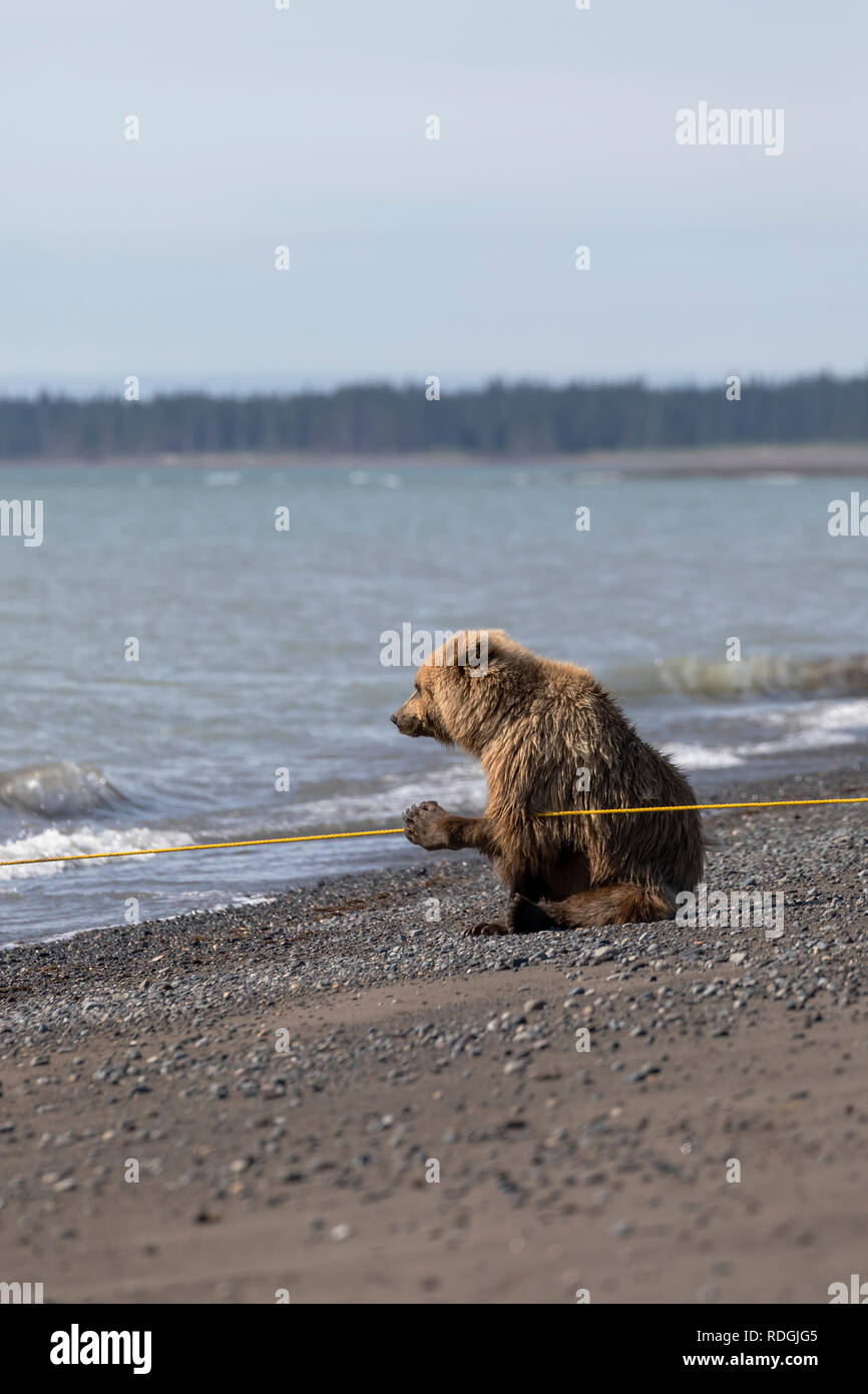 Ours brun (Ursus arctos) femmes jouant avec une corde sur la plage de Lake Clark National Park, Alaska Banque D'Images