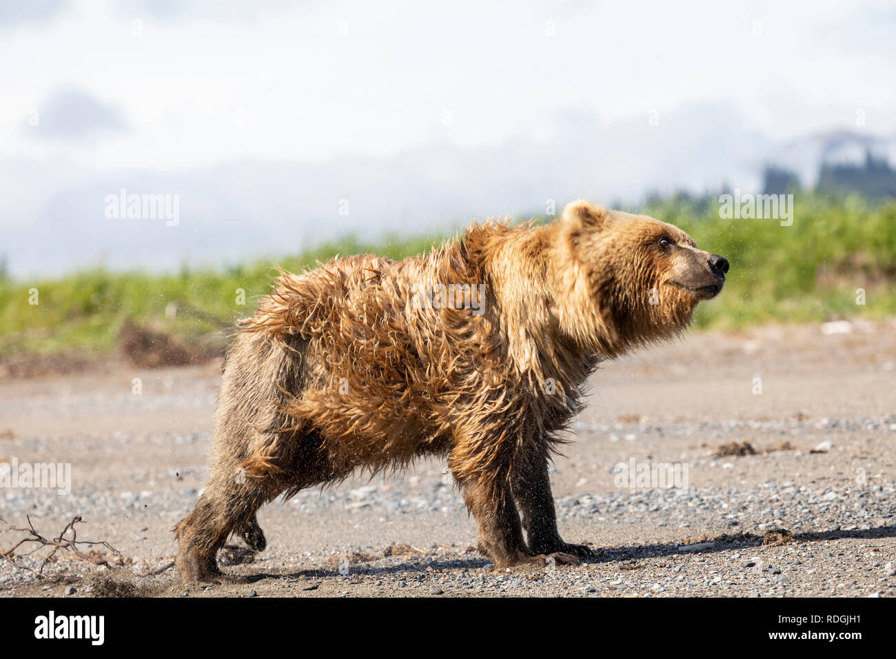 Ours brun (Ursus arctos) secouer l'eau sur la plage de Lake Clark National Park, Alaska Banque D'Images