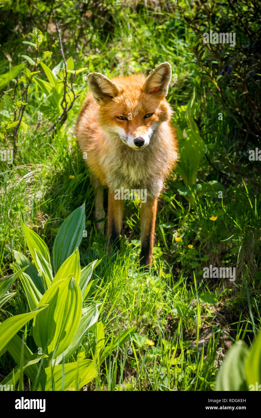 Rotfuchs im Nationalpark Gran Paradiso, Aosta Tal, Italien Banque D'Images