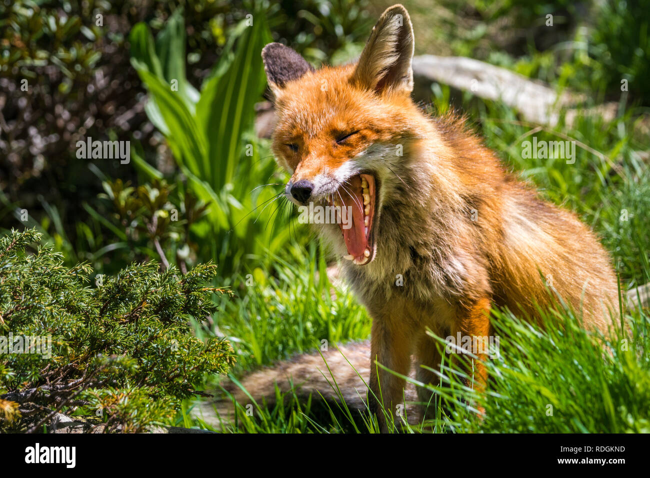 Gähnender Rotfuchs im Nationalpark Gran Paradiso, Aosta Tal, Italien Banque D'Images