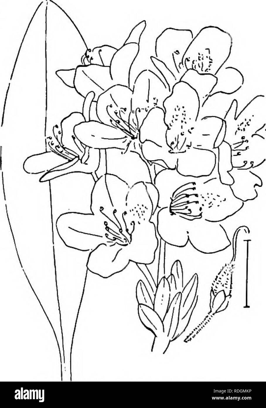Large Leaved Rhododendron Banque D Image Et Photos Alamy