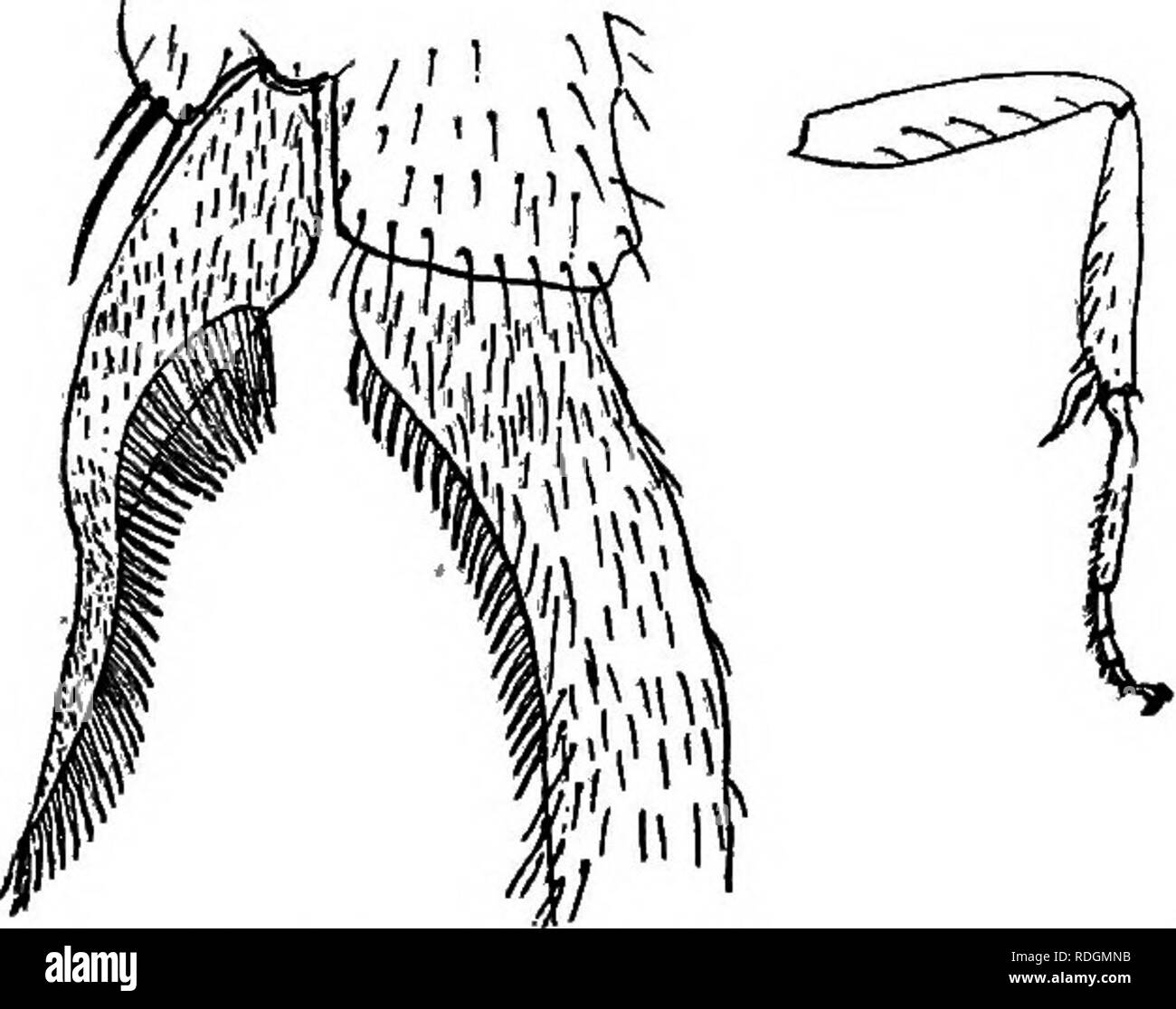 . L'animal livre. Animaux domestiques. Le nid de fourmis Lubbock RÉFÉRENCES Invertébrés fourmis, O. N. Wheeler. Les communautés de fourmis, McCook. "Le Petit Brovm Ant," et j'Le Miel d'animation- Pots, Histoires d'insectes", C. L. Kellogg. "La viande de l'édentée," sous le toit de la Jungle, C. L. et Bull. "La bataille des fourmis", Millard, True Tales d'oiseaux et de bêtes, Jordanie.. La branche avant d'une fourmi et l'antenne-sabot sur la jambe avant, très enlaiged 291. Veuillez noter que ces images sont extraites de la page numérisée des images qui peuvent avoir été retouchées numériquement pour plus de lisibilité - colorat Banque D'Images