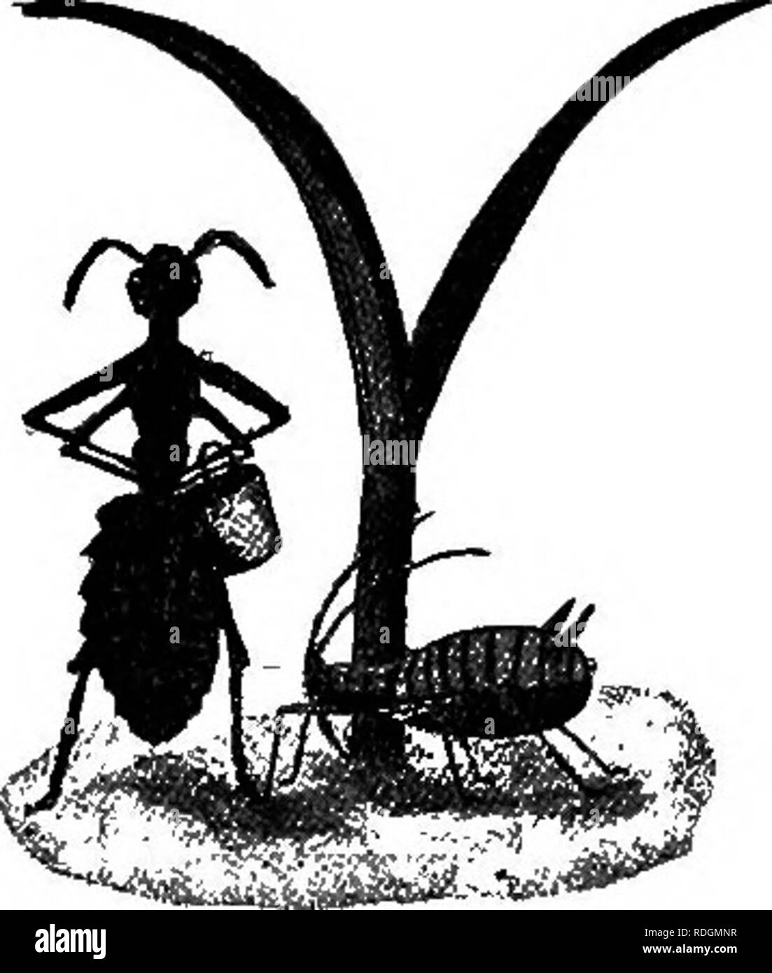 . L'animal livre. Animaux domestiques. Le nid de fourmis LUBBOCK ERY histoires intéressantes peut-être lu dans la cage d'observation. Pour faire de ce nid de fourmis nous devons avoir deux morceaux de verre de fenêtre, dix pouces carré ; une feuille d'étain, 11 pouces carré ; un morceau de planche, un jour et un quatrième pouces d'épaisseur, vingt pouces de long et au moins seize pouces de large ; une feuille d'étain, ou deux fines, Fiat, cinq à dix pouces de taille. Prendre la planche et sur le côté supérieur, une courte dis- tance du bord, couper un profond sillon. Ce sillon est d'être rempli avec de l'eau, comme un fossé, pour garder les fourmis emprisonnés. Il est nécessaire, par conséquent, que Banque D'Images