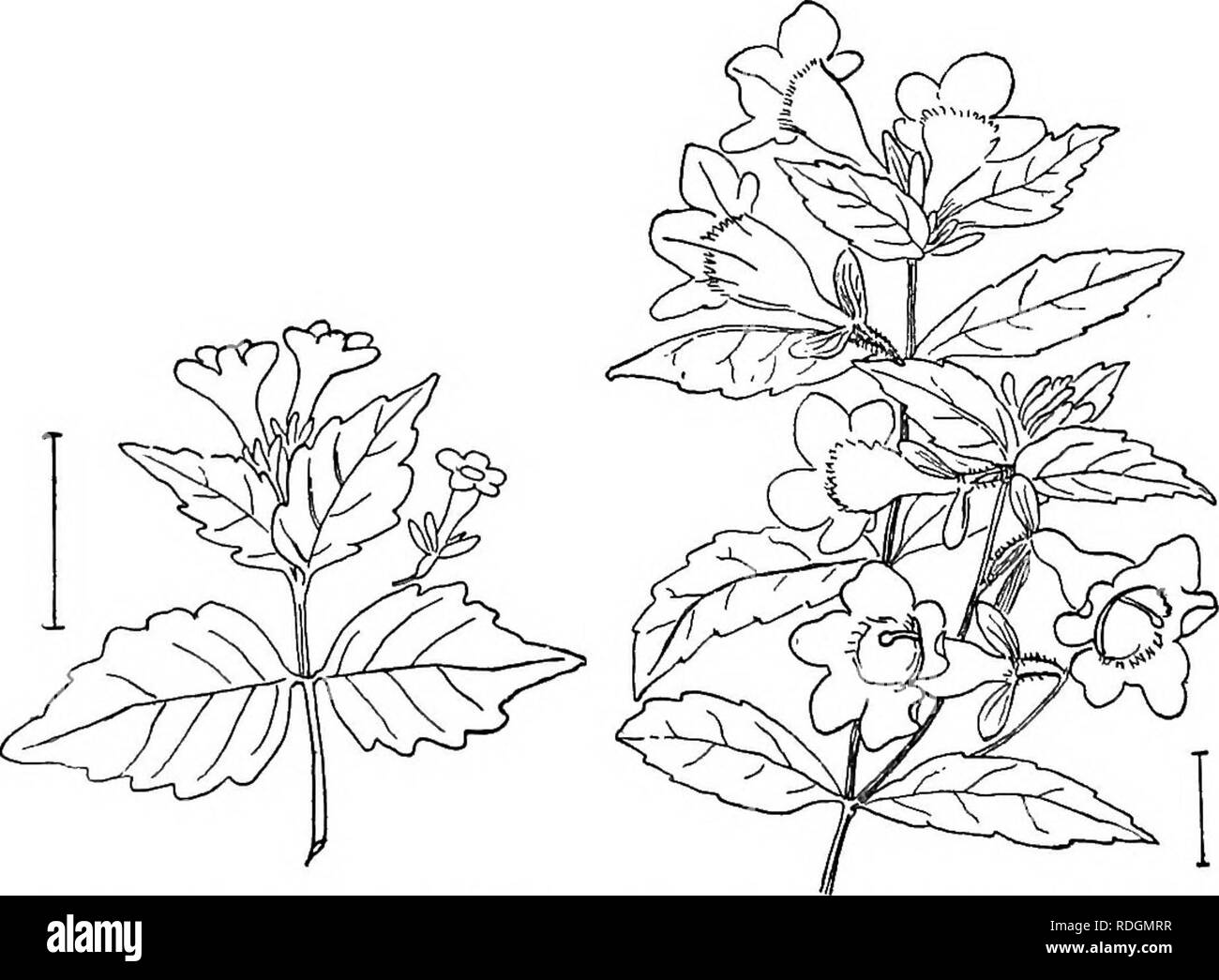 . Les arbustes ornementaux de l'United States (hardy, cultivé). Des arbustes. Fig. 394. -Abella Blanc à gorge jaune. Fig. 395. -Abelia hybride.. Fig. 396. - À feuilles dentées Abelia. Fig. 397. -Abelia Rose à gorge jaune.. Veuillez noter que ces images sont extraites de la page numérisée des images qui peuvent avoir été retouchées numériquement pour plus de lisibilité - coloration et l'aspect de ces illustrations ne peut pas parfaitement ressembler à l'œuvre originale.. A. C. (Apgar, Austin Craig), 1838-1908 ; Draycott, Apgar (ADA). New York, Cincinnati [etc] American Book Company Banque D'Images