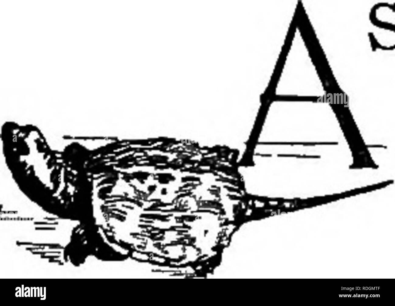L Animal Livre Animaux Domestiques Les Reptiles Petites Tortues Tortue Dans Un Aquarium Correctement Equipe Pot Place Sur Un Bureau Est Une Source De Beaucoup De Divertissement Daniel Est Le Nom De L Animal Livre Animaux Domestiques Les Reptiles Petites Tortues Tortue Dans Un Aquarium Correctement Equipe Pot Place Sur Un Bureau Est Une Source De Beaucoup De Divertissement Daniel Est Le Nom De