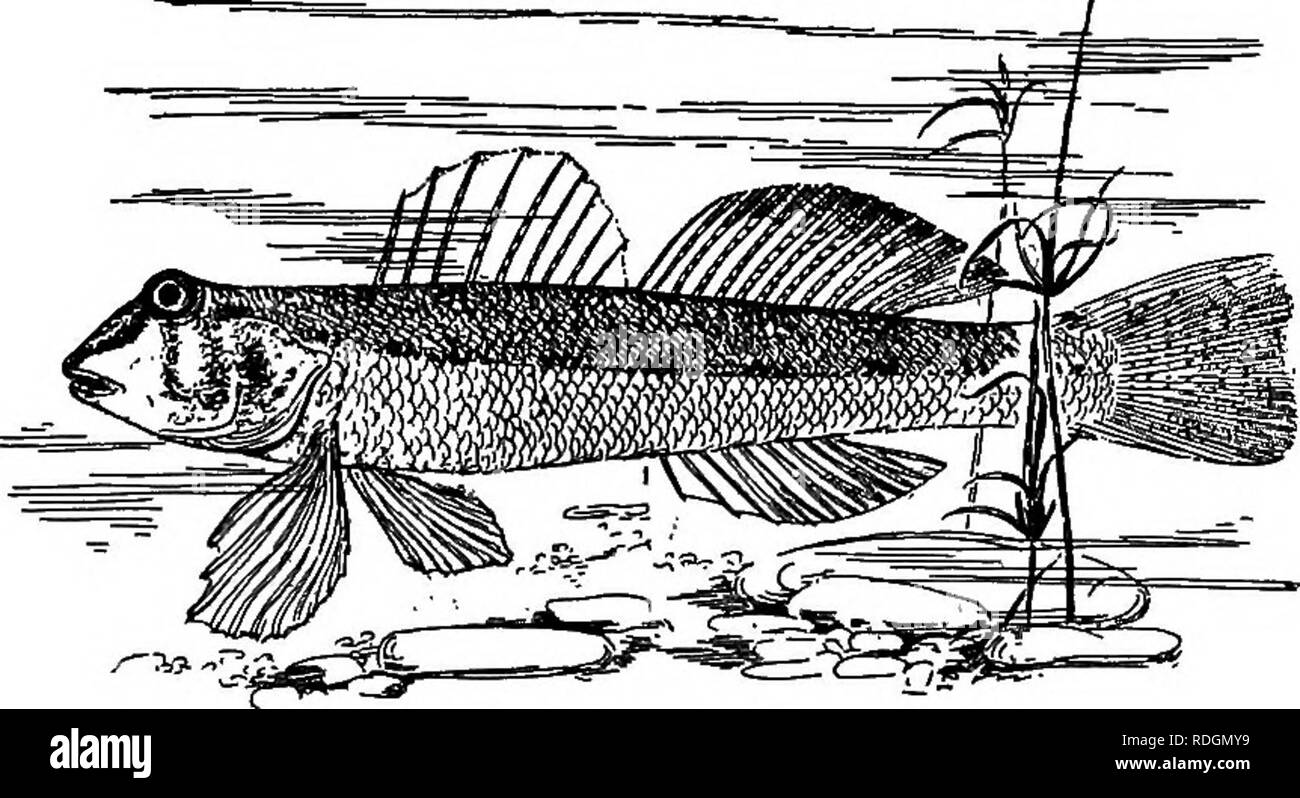. L'animal livre. Animaux domestiques. Les poissons le Raseux vu arotind l'aquaruim une marche sur ses nageoires comme s'ils étaient Httle pieds en éventail ; et quand nager- Ming, les ailerons sont utilisés comme un oiseau utilise ses ailes. Il existe de nombreuses espèces de dards, certains d'entre eux le plus brillamment colorées de l'un des poissons d'eau douce otir. Dans la saison de reproduction, le mâle est especi- ally brillamment colorées.. Depuis les soins de dards vivent dans les cours d'eau rapide, elles se développent mieux dans un aquarium qui a l'eau courante ; cependant, si l'aquarium est bien équilibré, peu profond et large, et contient de bonnes plantes productrices d'oxygène, le vert wi Banque D'Images