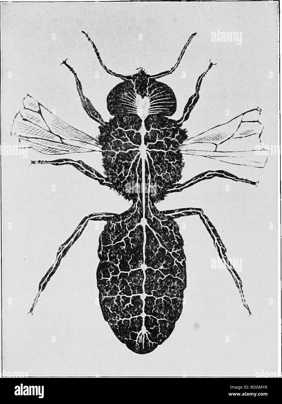 . Sur la ruche Langstroth et miel-bee. Les abeilles. 30 PHYSIOLOGIE DE L'ABEILLE DE MIEL. dans le thorax, et dans la tête, par l'aorte, ce qui n'est pas con- tractible. Chaque chambre du cœur présente, sur chaque côté, une ouverture pour le retour du sang. Le sang, "par trempage. Fig. 16. Système nerveux DE L'ABEILLE. (Agrandie. AJ'ter Barbo.) le corps" (Cheshire), entre en contact avec l'air contenu dans les ramifications de la trachée, où il est, ou artérialisé en d'autres termes, rénové, avant de revenir au coeur.. Veuillez noter que ces images sont extraites des images de la page numérisée Banque D'Images