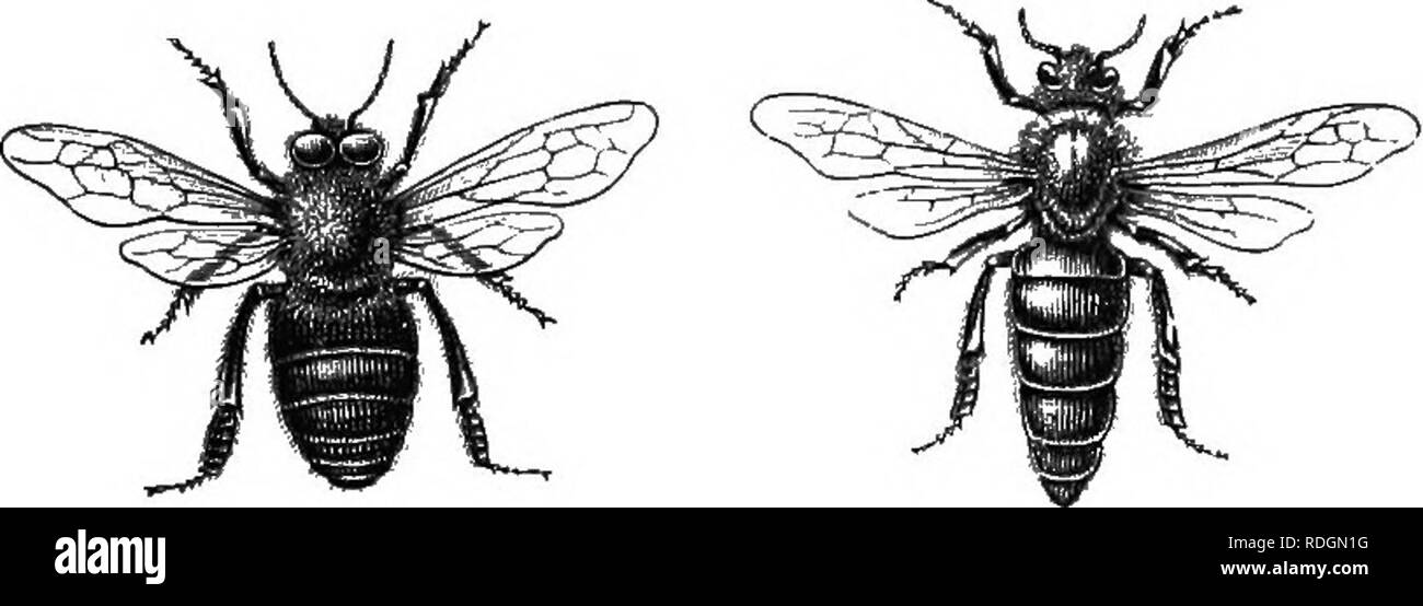 . Sur la ruche Langstroth et miel-bee. Les abeilles. Publié par DADANT &AMP ; FILS Hamilton, Hancock County, Illinois, États-Unis 1909. Veuillez noter que ces images sont extraites de la page numérisée des images qui peuvent avoir été retouchées numériquement pour plus de lisibilité - coloration et l'aspect de ces illustrations ne peut pas parfaitement ressembler à l'œuvre originale.. Ruche Langstroth, L. L. (Lorenzo Lorraine), 1810-1895 ; Dadant, Charles, 1817-1902 ; Dadant, C. P. (Camille Pierre), 1851-1938. Hamilton, Ill. : Dadant Banque D'Images