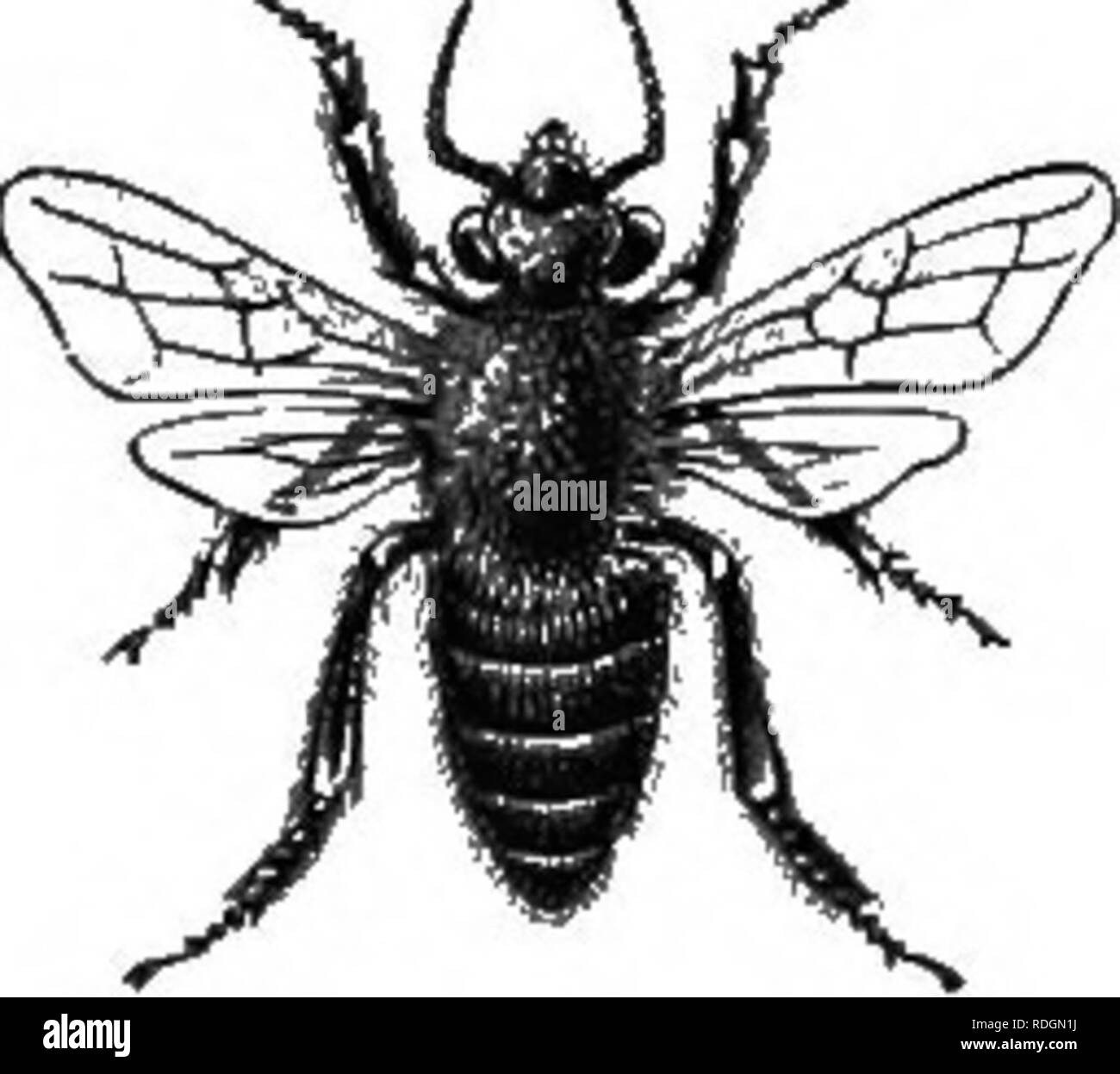 . Sur la ruche Langstroth et miel-bee. Les abeilles. Sur la ruche Langstroth et Dadant Révisé par abeille Édition du vingtième siècle. Veuillez noter que ces images sont extraites de la page numérisée des images qui peuvent avoir été retouchées numériquement pour plus de lisibilité - coloration et l'aspect de ces illustrations ne peut pas parfaitement ressembler à l'œuvre originale.. Ruche Langstroth, L. L. (Lorenzo Lorraine), 1810-1895 ; Dadant, Charles, 1817-1902 ; Dadant, C. P. (Camille Pierre), 1851-1938. Hamilton, Ill. : Dadant Banque D'Images