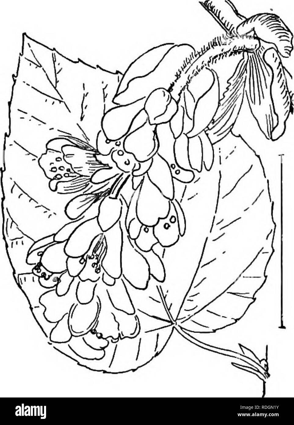 . Les arbustes ornementaux de l'United States (hardy, cultivé). Des arbustes. 204 DESCRIPTIONS DES arbustes tels que, une masse d'étamines, blancs ou rosâtres, un quart de pouce de long. Le fruit est un disque, deux graines semées, navire ou capsule, la moitié d'un pouce de long. [Seeds (2 ans de croissance) ; les couches (2 ans à racine).] Corylfipsis. D'autres arbustes à feuilles caduques feuilles cranté oblique d'une étrange couleur bleu-vert. Fleurs jaune, parfumée, en grappes d'un signe de tête avant que les feuilles se développer, au début du printemps. Hardy de New York au sud et très attrayant lorsqu'en fleur. Il y a deux. La FiQ. 323. -Spiked Corylopsis. spec Banque D'Images