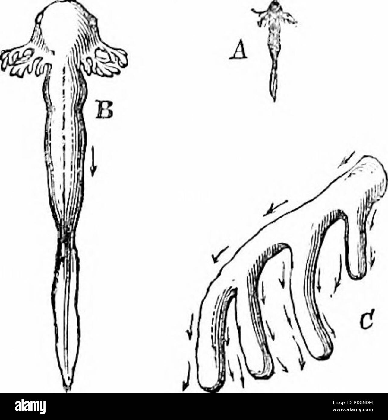 . Sur l'anatomie des vertébrés. L'anatomie comparée des vertébrés ;, ; 1866. Développement d'BATEACIIIA. 621 segments. En b, la constriction de l'utérus commence à définir la tête du tronc : l'ensemble de la coalescence de l'myelonal tracts oblitère la trace linéaire du sillon médian, et le neurapophysial la frontière rudiments myelon. L'embryon et son œuf-masse sont séparés de l'chorion par un liquide clair ; et dans les étapes de l'devehjpement compris épithélium cilié commence à agir sur le fluide dans le sens indiqué par les flèches, l'arrière et d'instance Banque D'Images