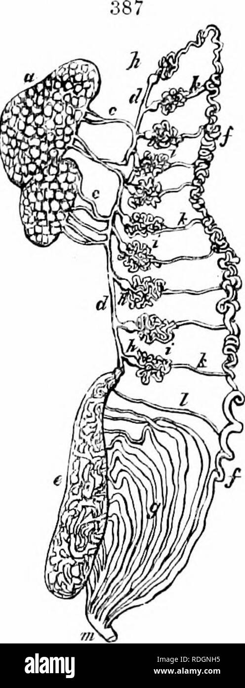 . Sur l'anatomie des vertébrés. L'anatomie comparée des vertébrés ;, ; 1866. continue d'avancer à l'ligament Wolff, très en avance sur les testicules, la passation d'un point : dans son cours vers l'arrière, entre le testicule et vestige de la glande de Wolff, il reçoit quelques conduits transversaux issu, qui viennent de petites masses de tubes enroulés, drainant encore à injection dans l'homme mercurial disséqués par le Dr J. Van der Hoeven : poursuivant sa descente, le exjjands progressivement conduit longitudinal, décrivant circonvolutions, et re- entités requises dans sa course le long du côté extérieur de la reins l'e Banque D'Images