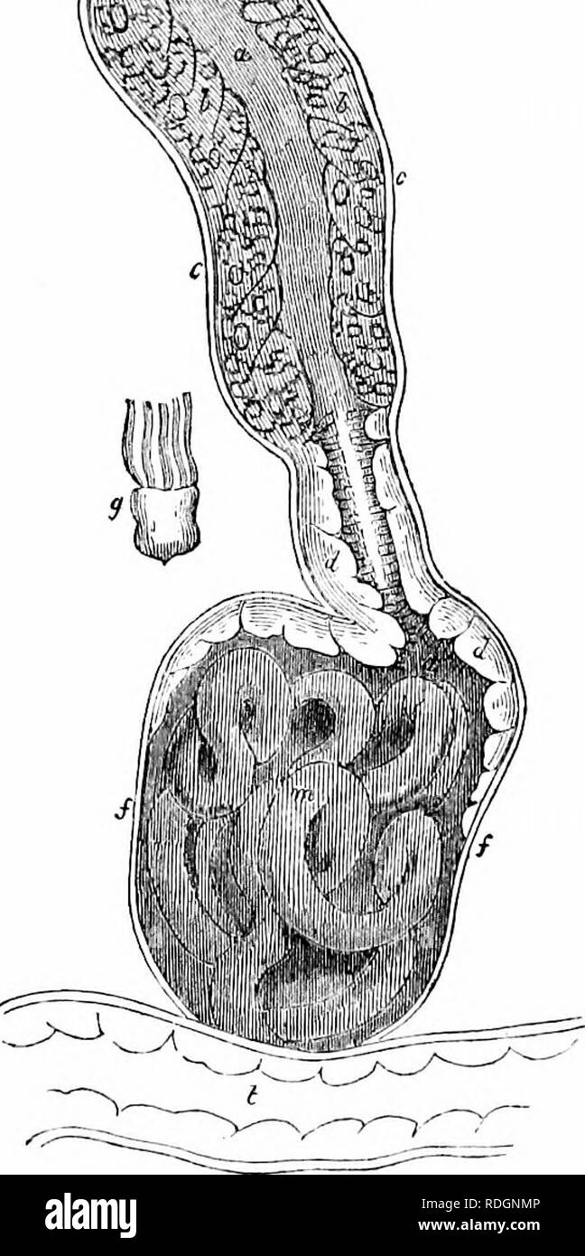 . Sur l'anatomie des vertébrés. L'anatomie comparée des vertébrés ;, ; 1866. Malpigliian ^, corps'evt. ccLXxyi. mètres, la partie où la 356^^ J®"''i4. MiiUiitfliiau^ h&gt;lly, bof ; ?, CXXXVII. ' CXXXVII. formes quelques bobines, encore une fois les contrats, et devient le vaisseau efférent.' Dans la grenouille les reins présentent une forme plus comjoact ; ils sont aplatis, suhelongate, avec un bord externe convexe et un peu près droite intérieure, fig. 331, 000, 000. Ils sont situés à l'extrémité du bassin de la cavité abdominale derrière le rectum et la vessie allantoid : le péritoine ne couvrant que leur surface sternale. L Banque D'Images